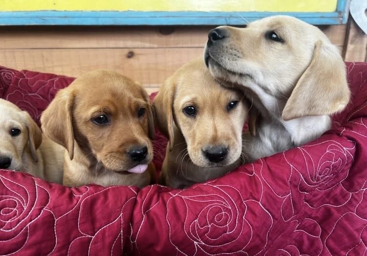 Labrador pups image 3