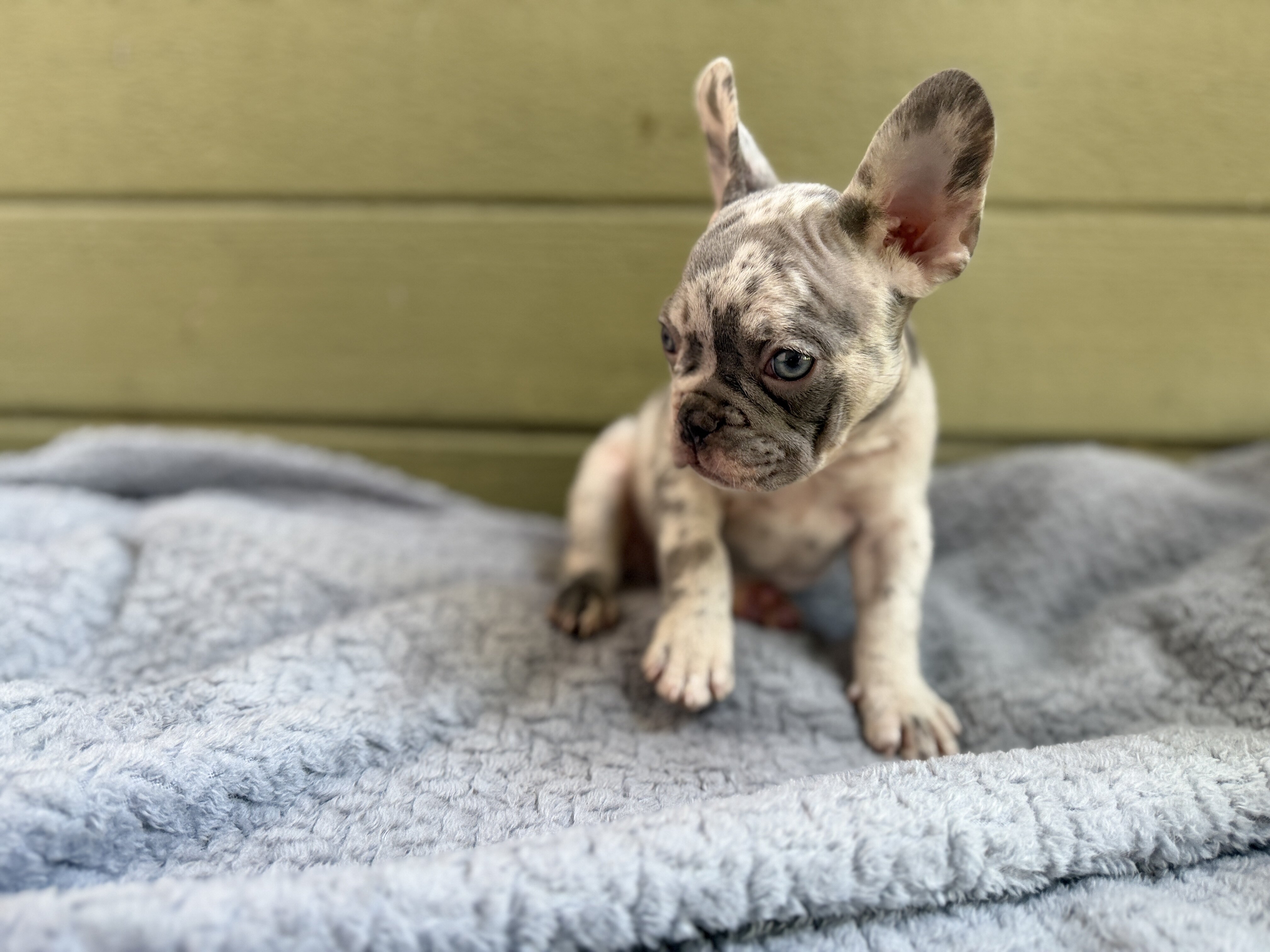 French bulldog puppies image 4
