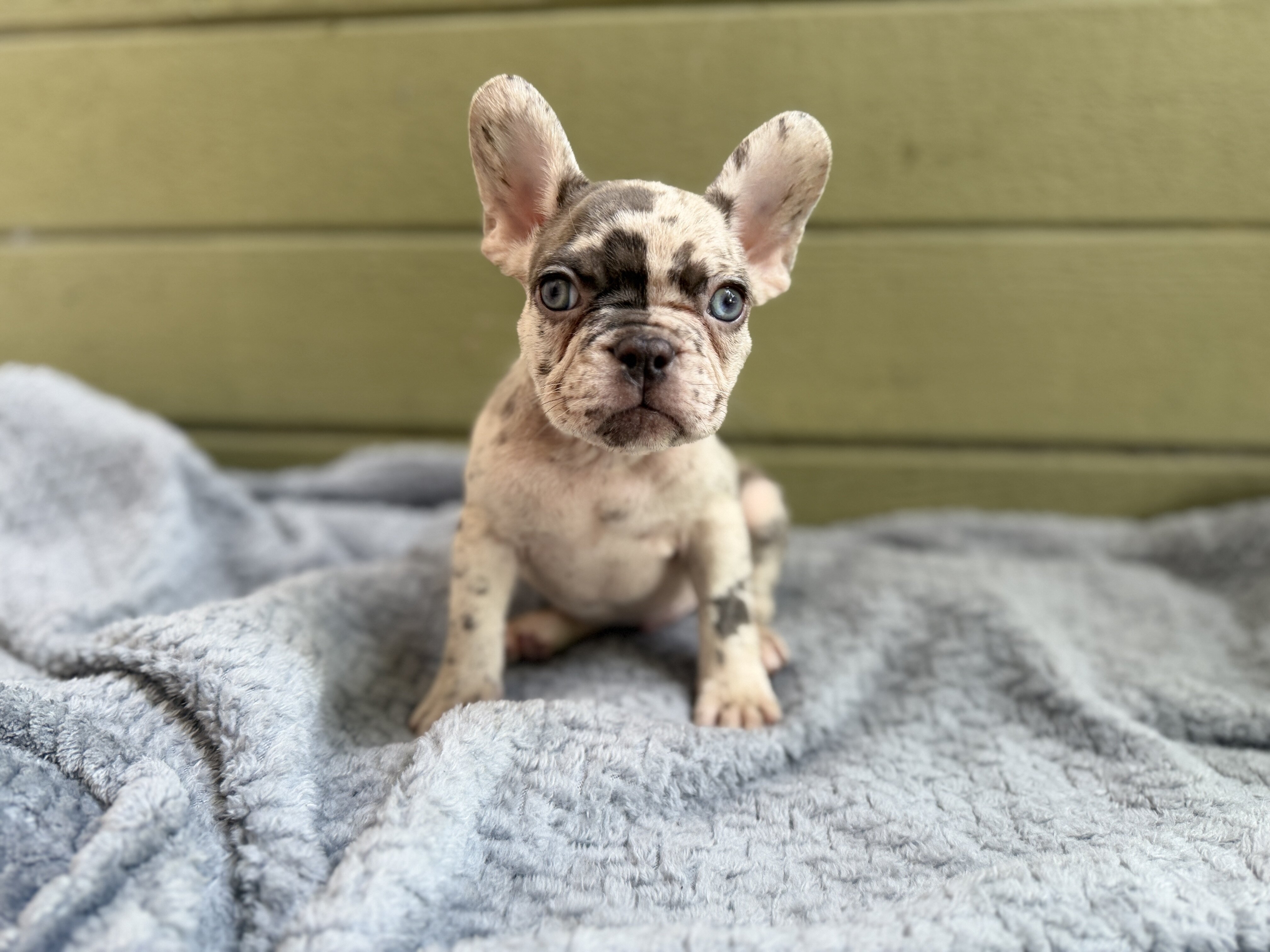 French bulldog puppies image 3