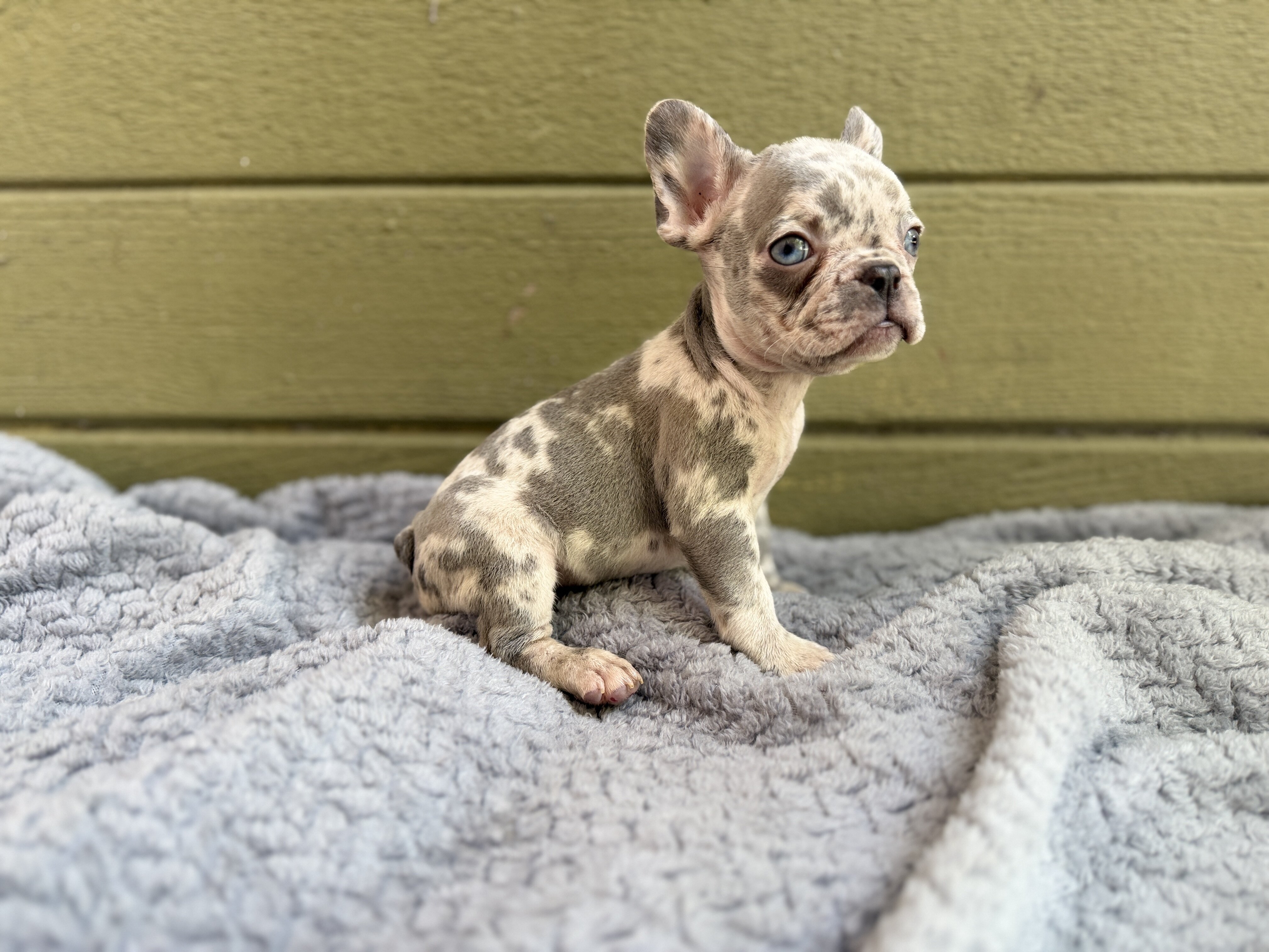 French bulldog puppies image 1