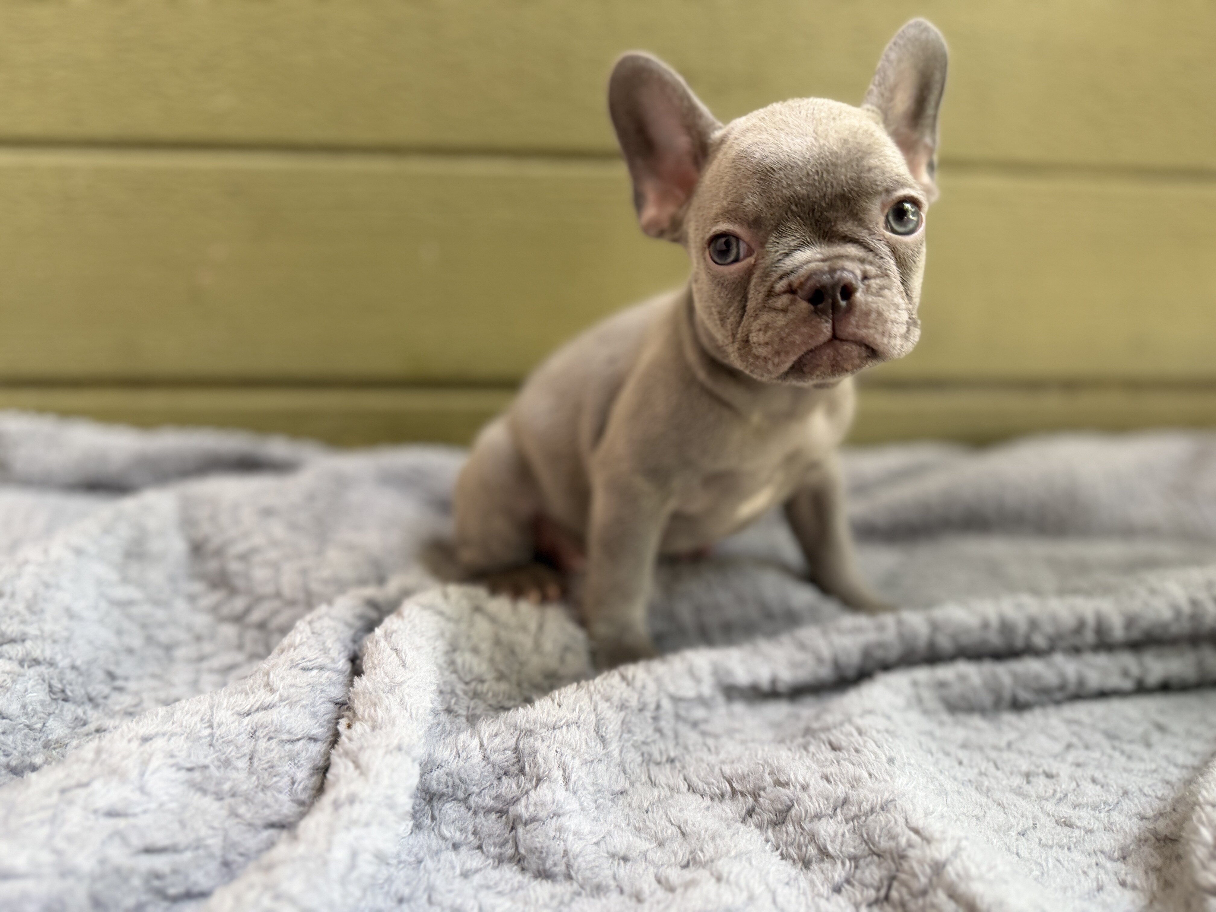 French bulldog puppies image 2