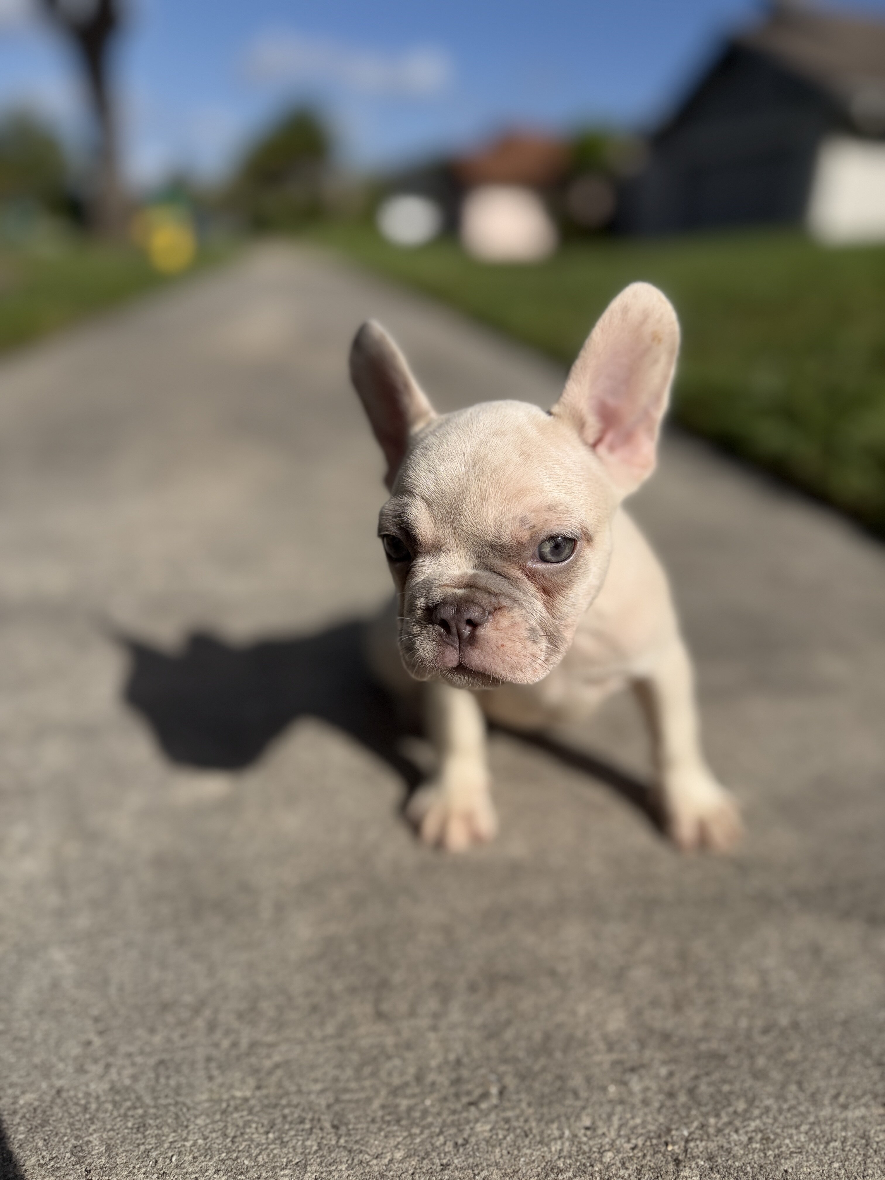 French bulldog puppies image 7