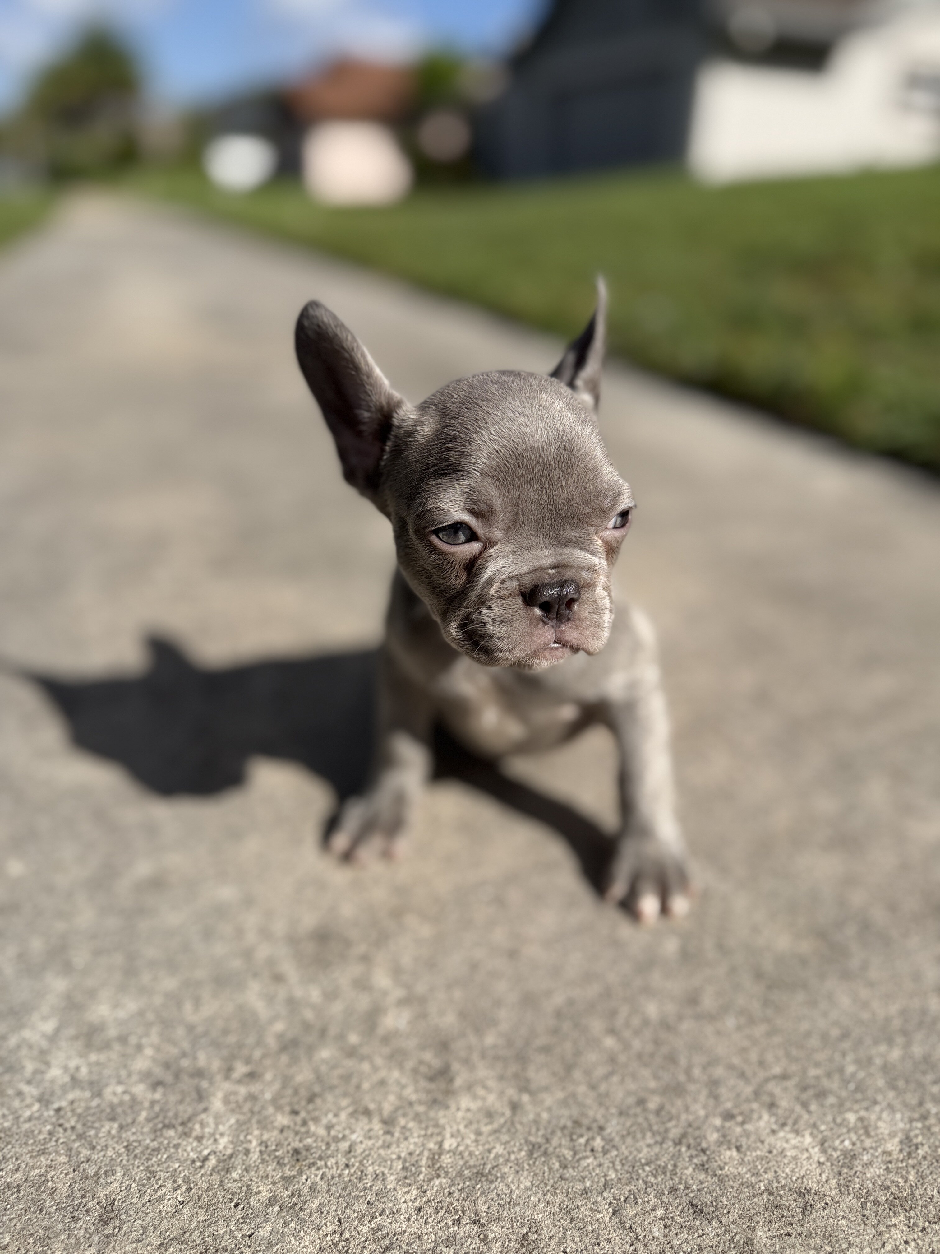 French bulldog puppies image 6