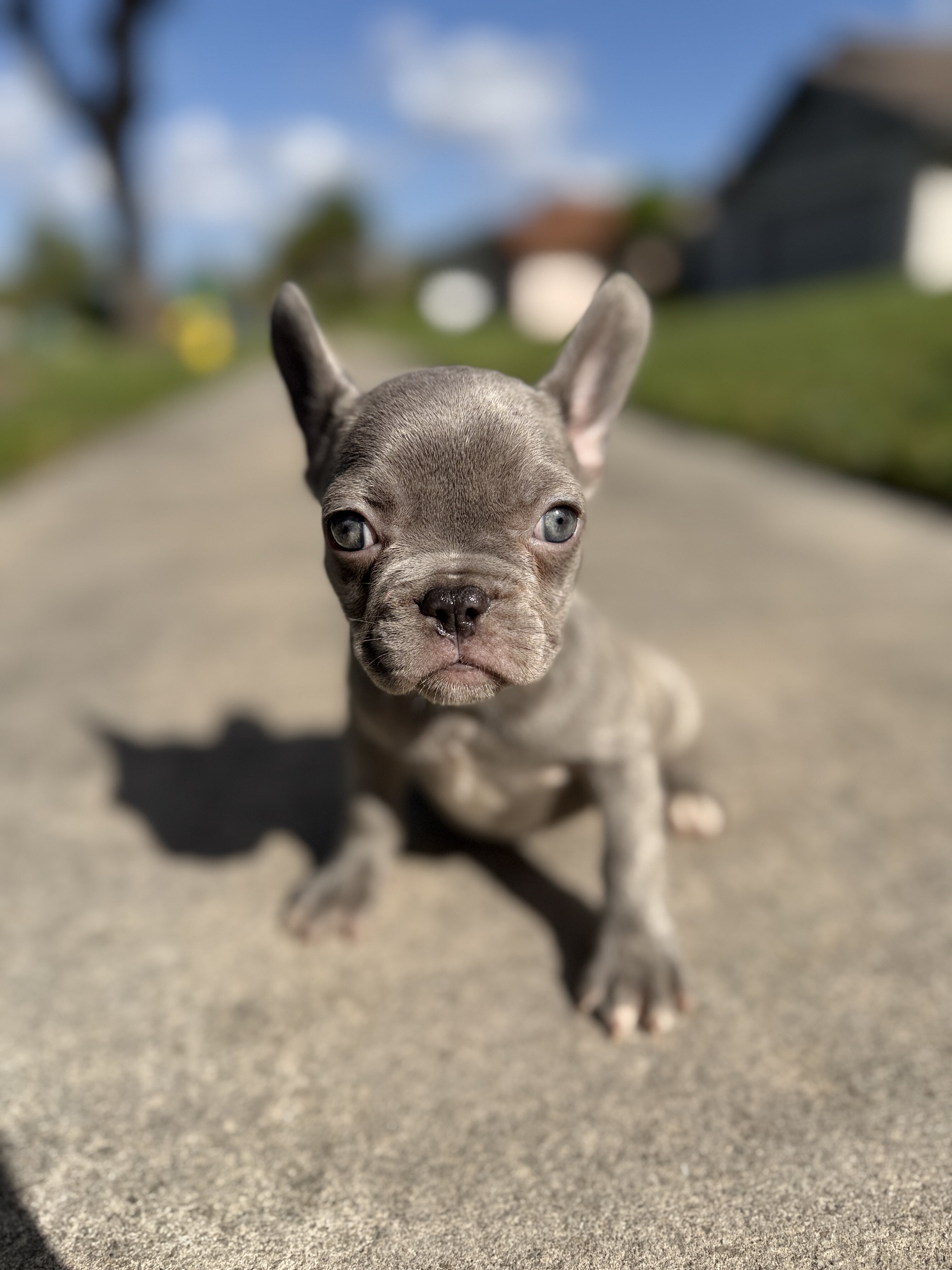 French bulldog puppies image 5
