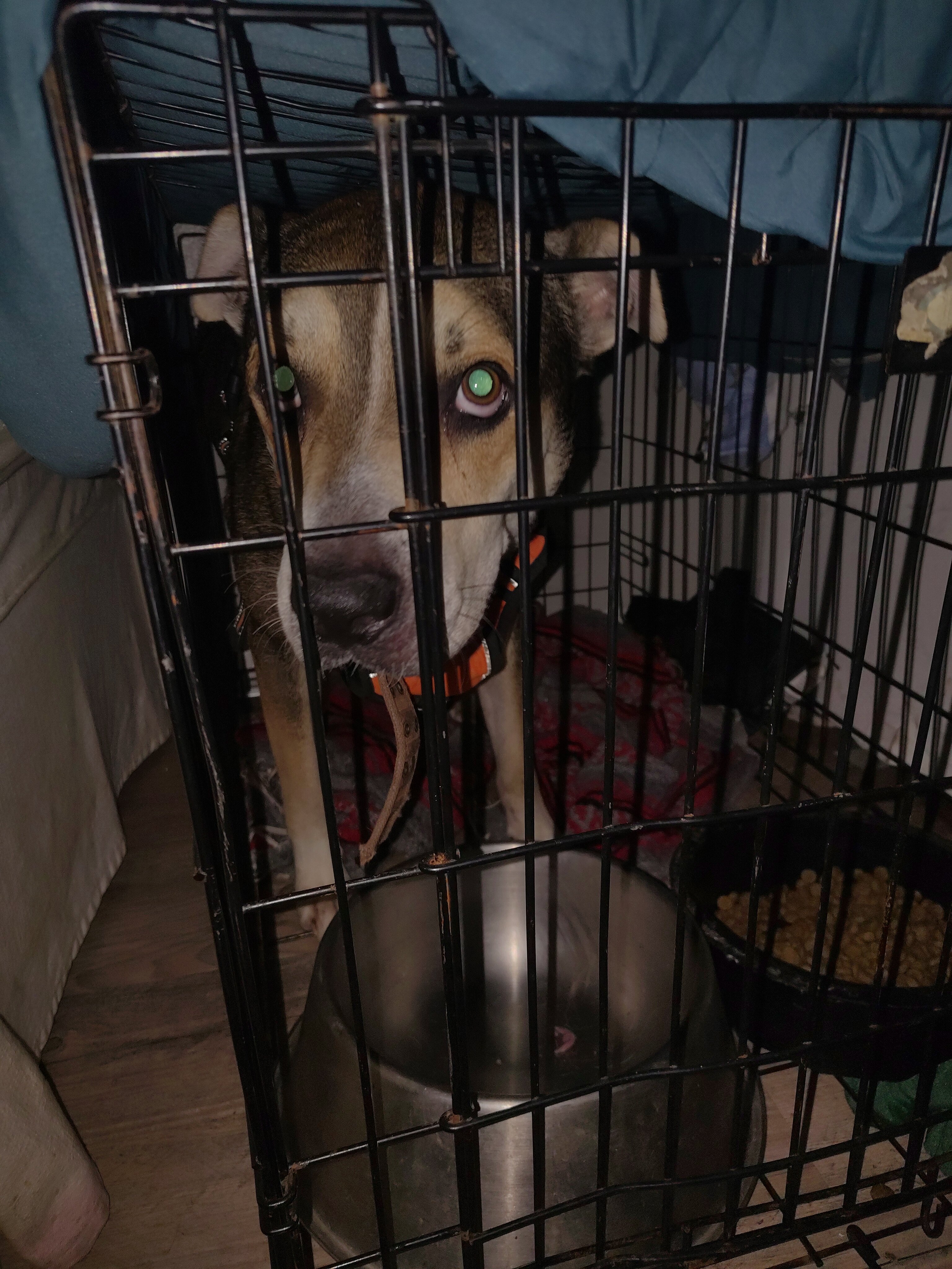 I giving a 4 year old male dog to good home image 1