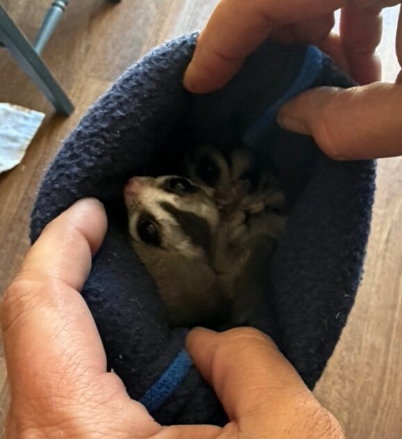 Male and female sugar glider image 1