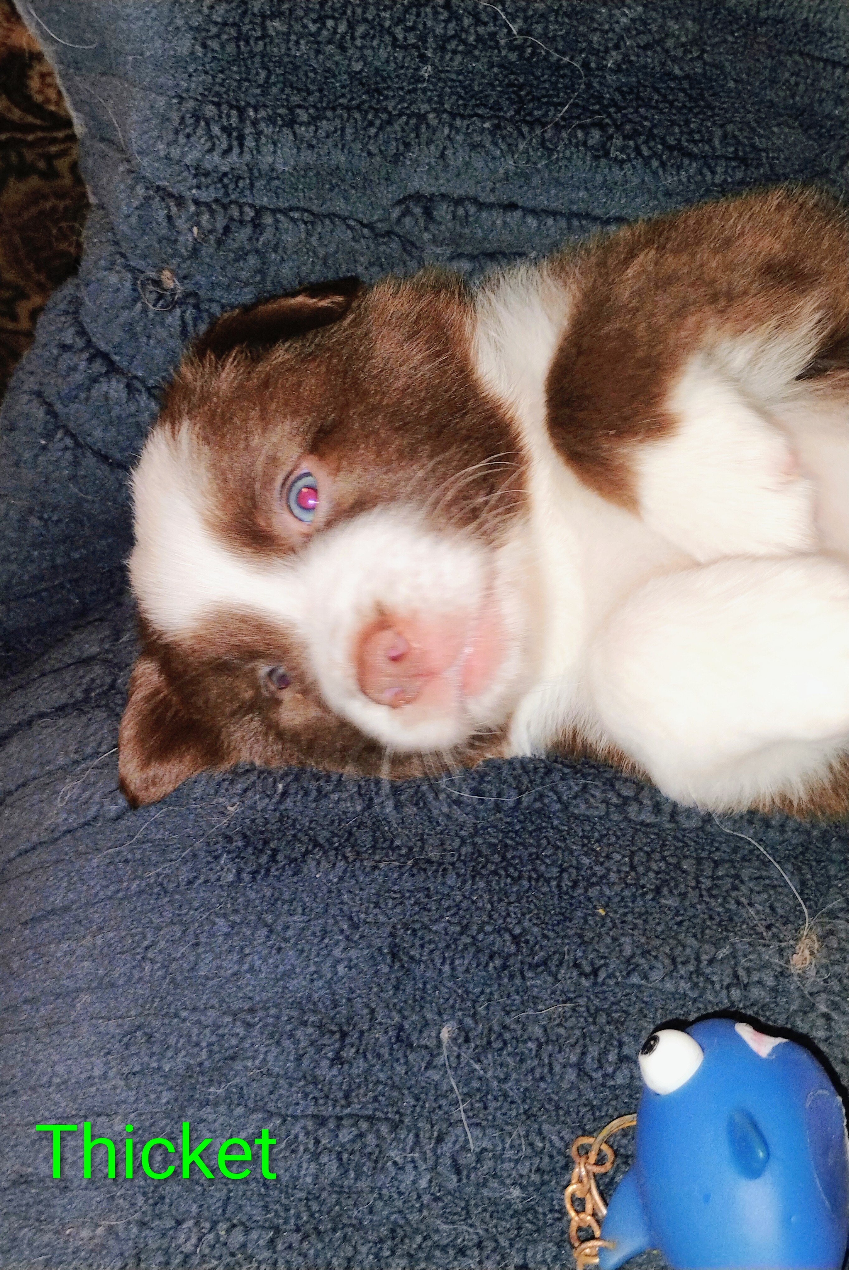 Thicket-Australian Shepherd image 1