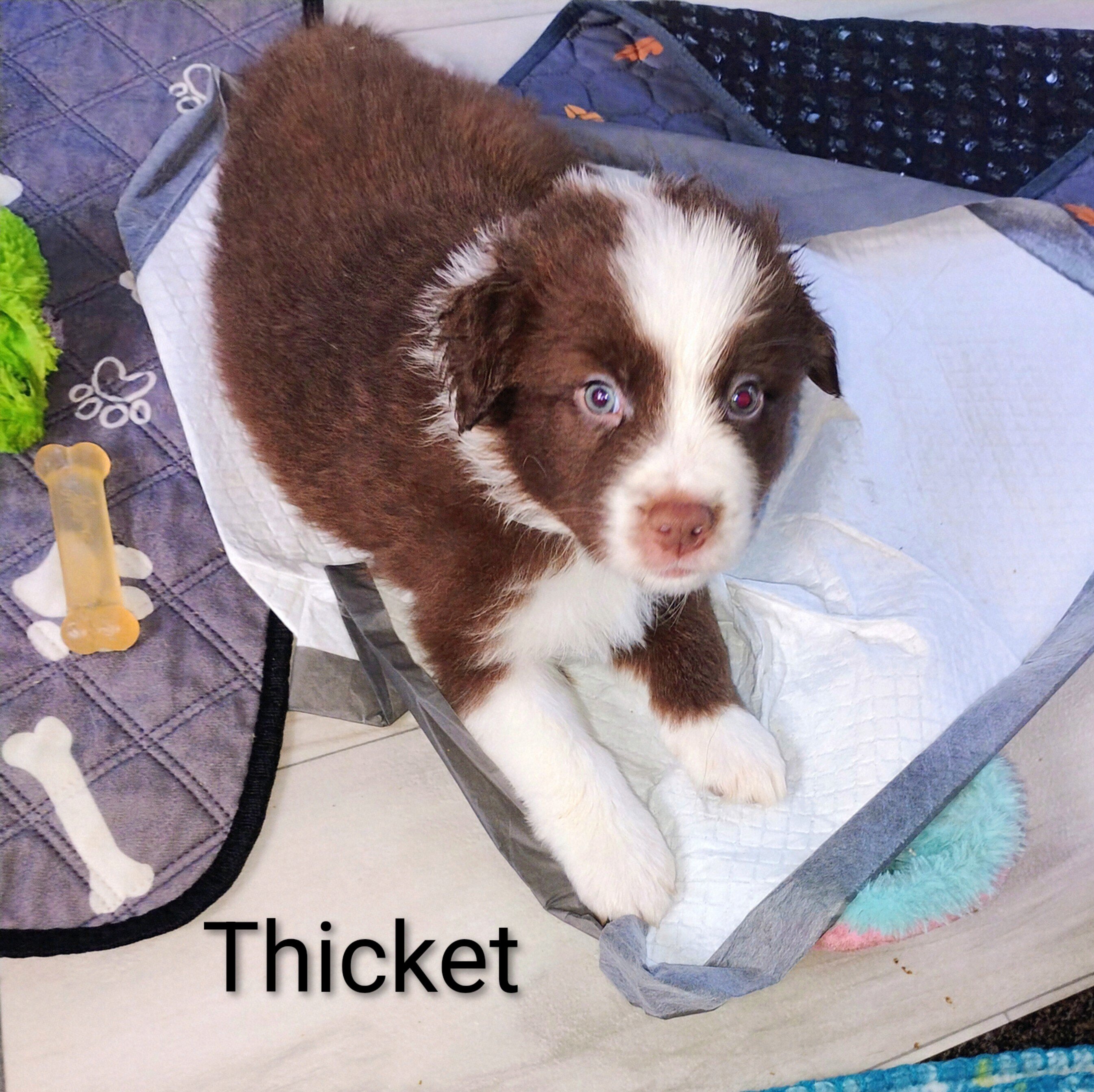Thicket-Australian Shepherd image 3