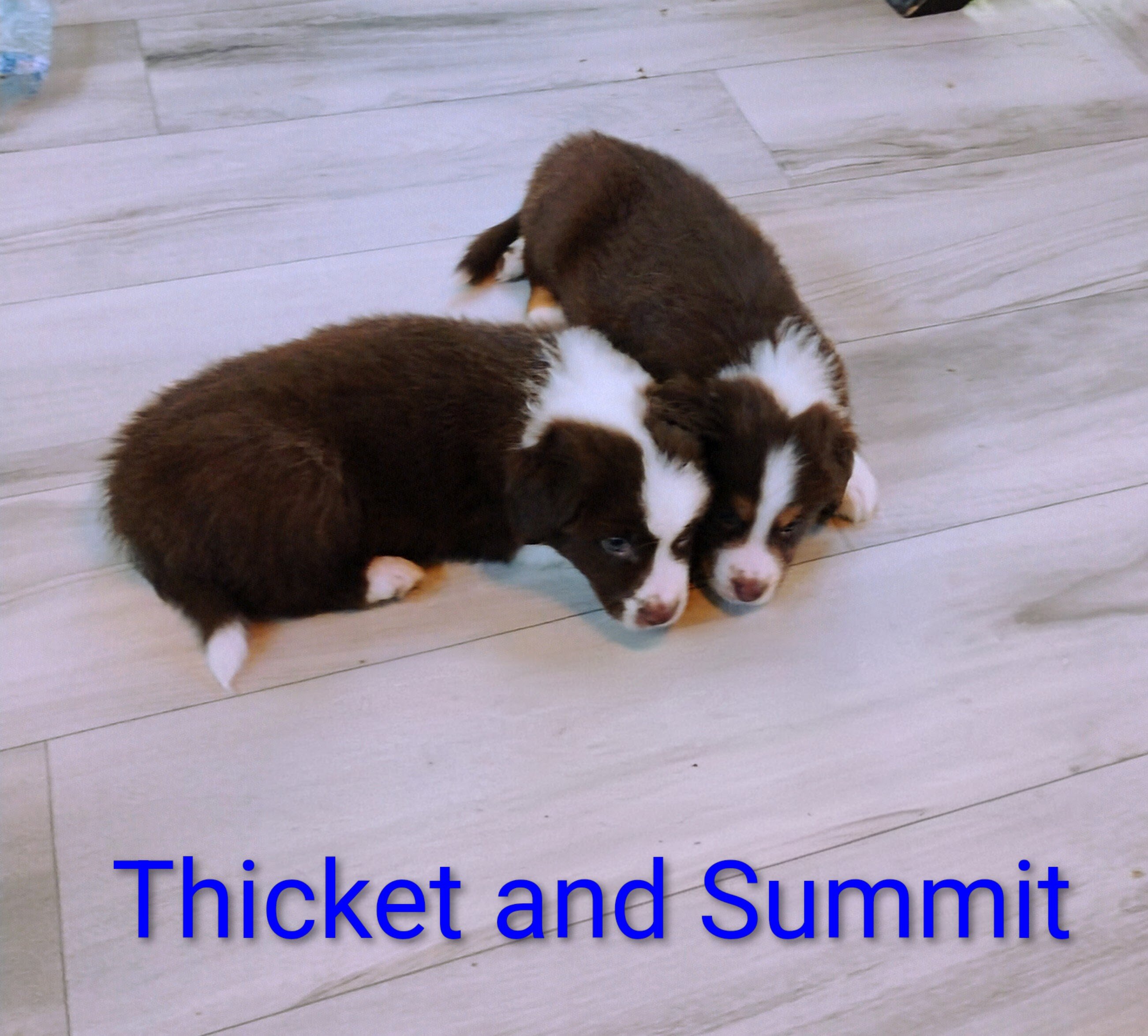 Thicket-Australian Shepherd image 2