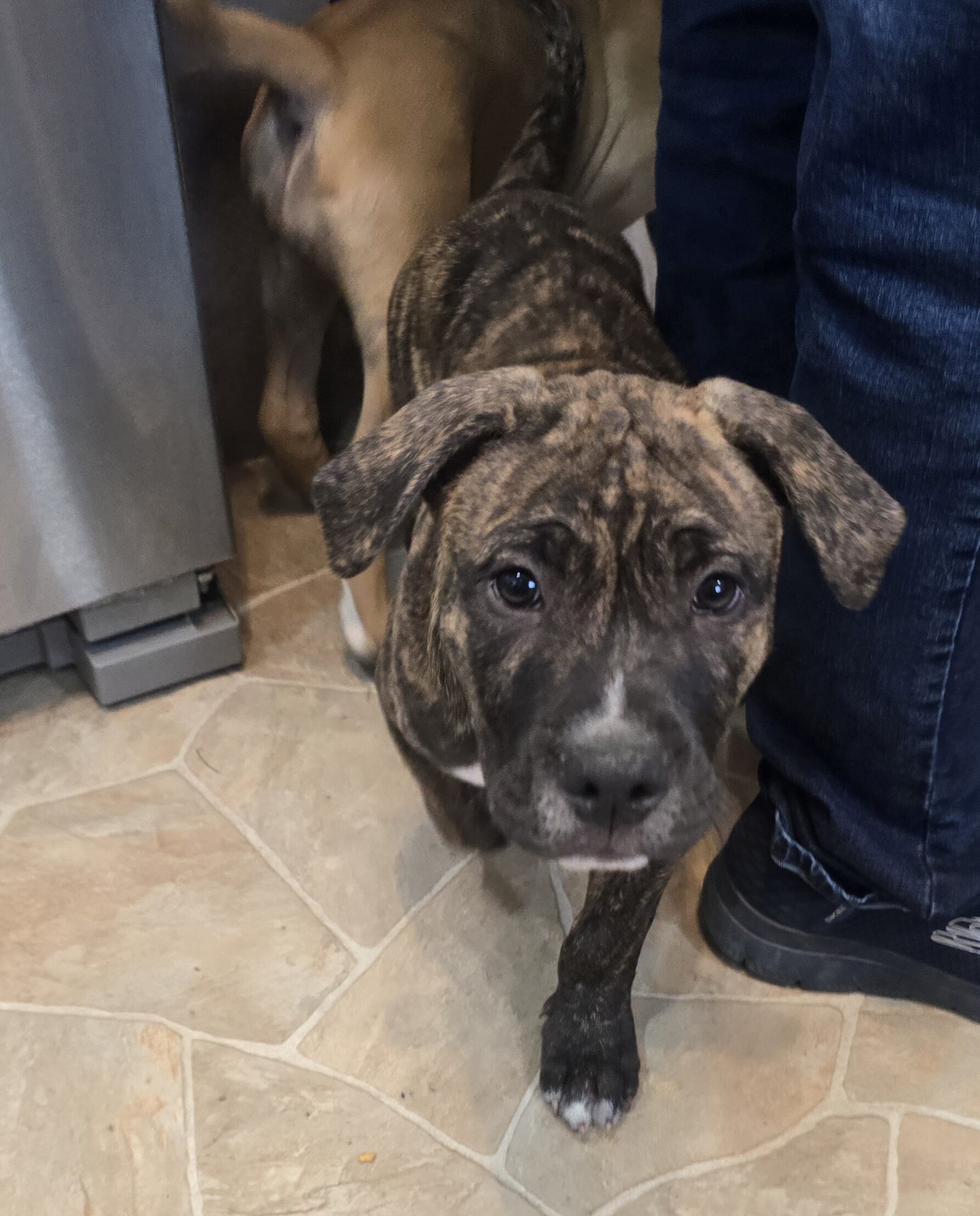 Female Pit Bull / Cane Corso Mix Looking for Her image 1
