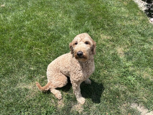 SMALL FEMALE GOLDEN DOODLE image 1