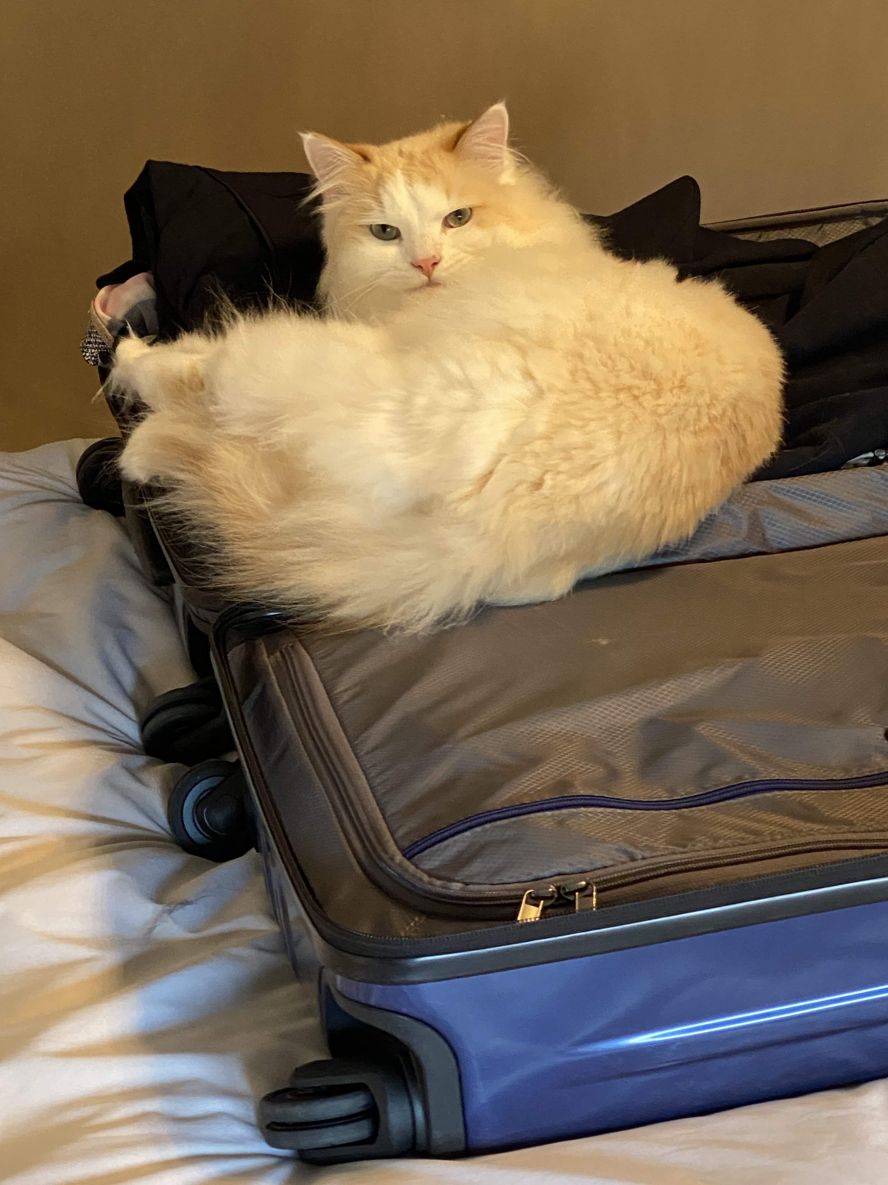 Purebred Raggamuffin - Great Cat Needs a Home image 1