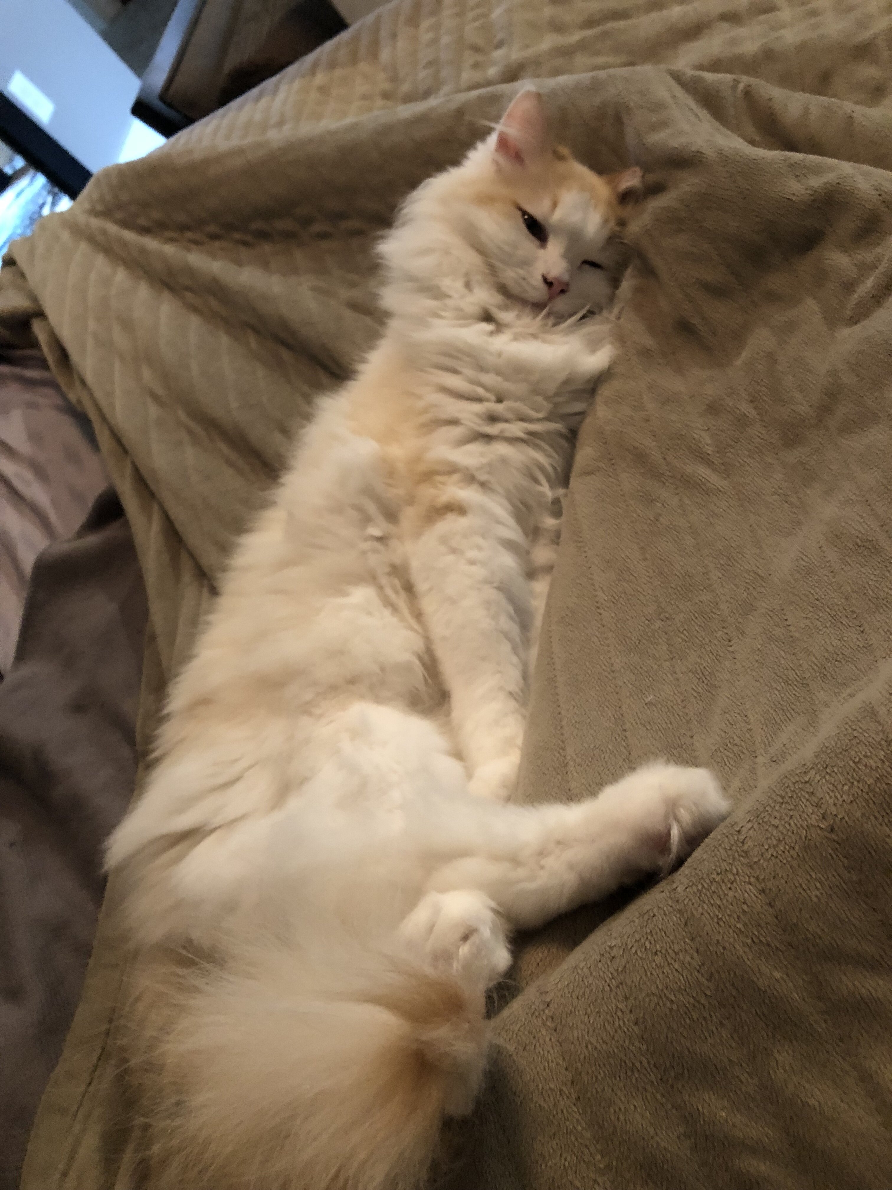 Purebred Raggamuffin - Great Cat Needs a Home image 2