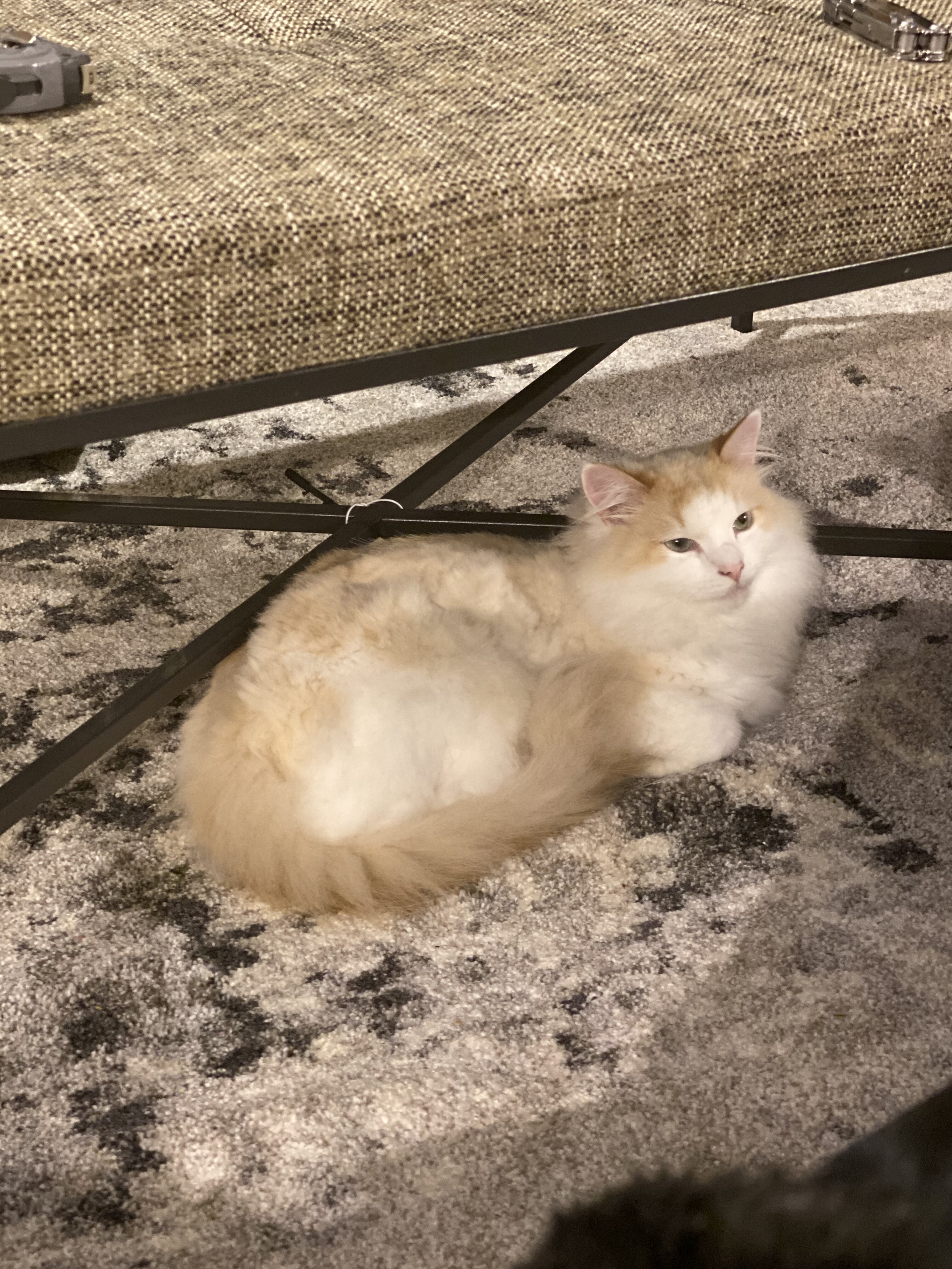 Purebred Raggamuffin - Great Cat Needs a Home image 3