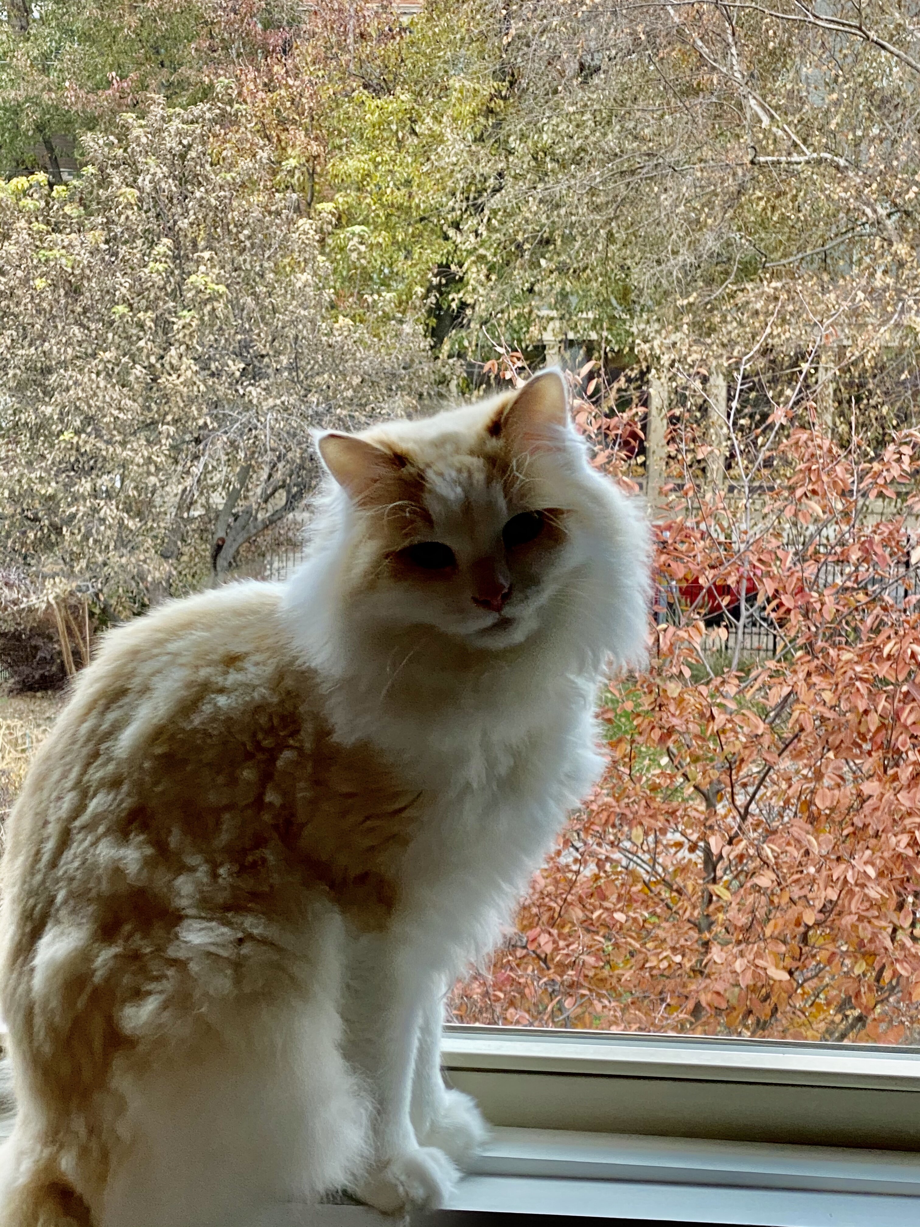 Purebred Raggamuffin - Great Cat Needs a Home image 4