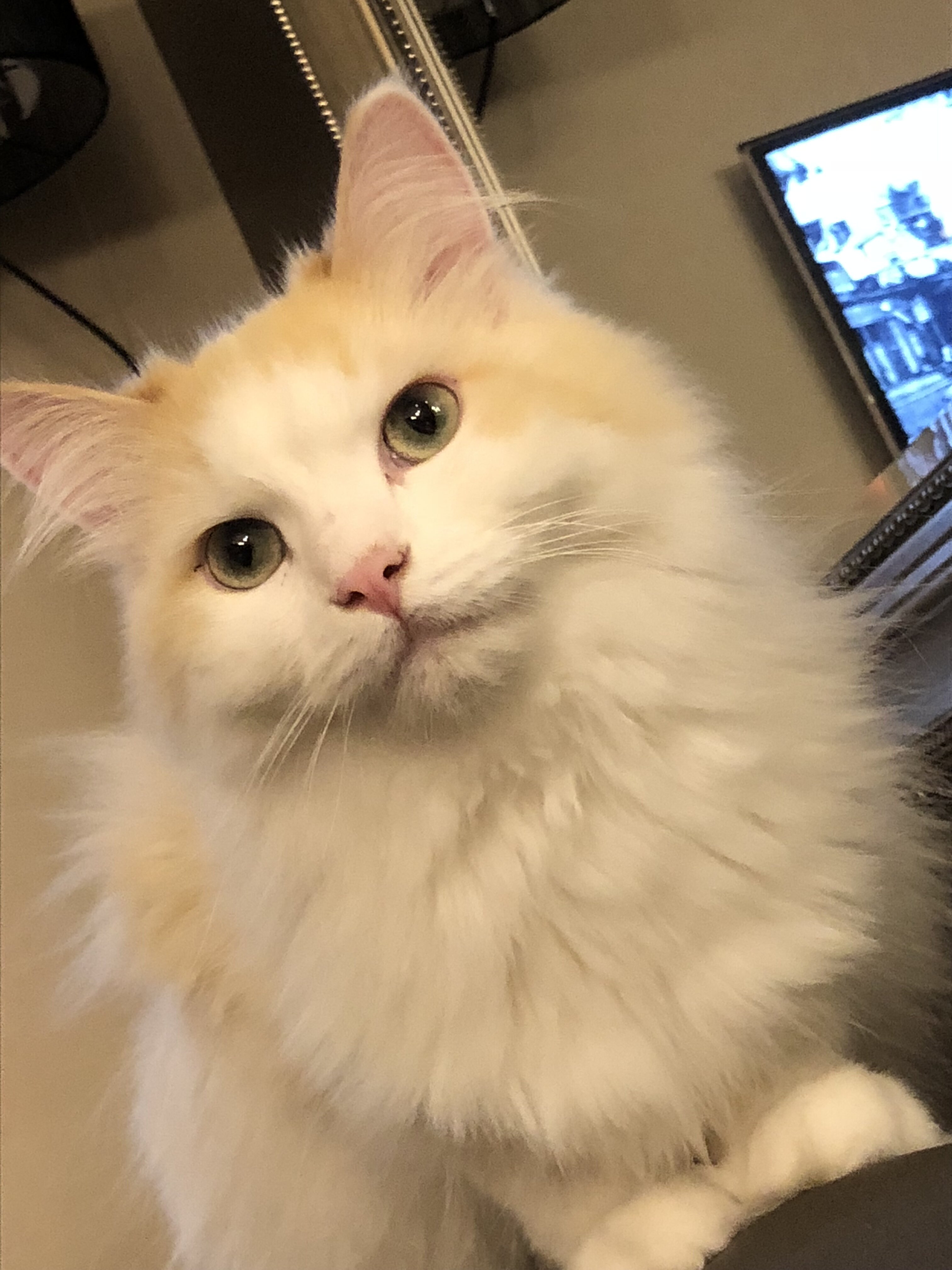 Purebred Raggamuffin - Great Cat Needs a Home image 5
