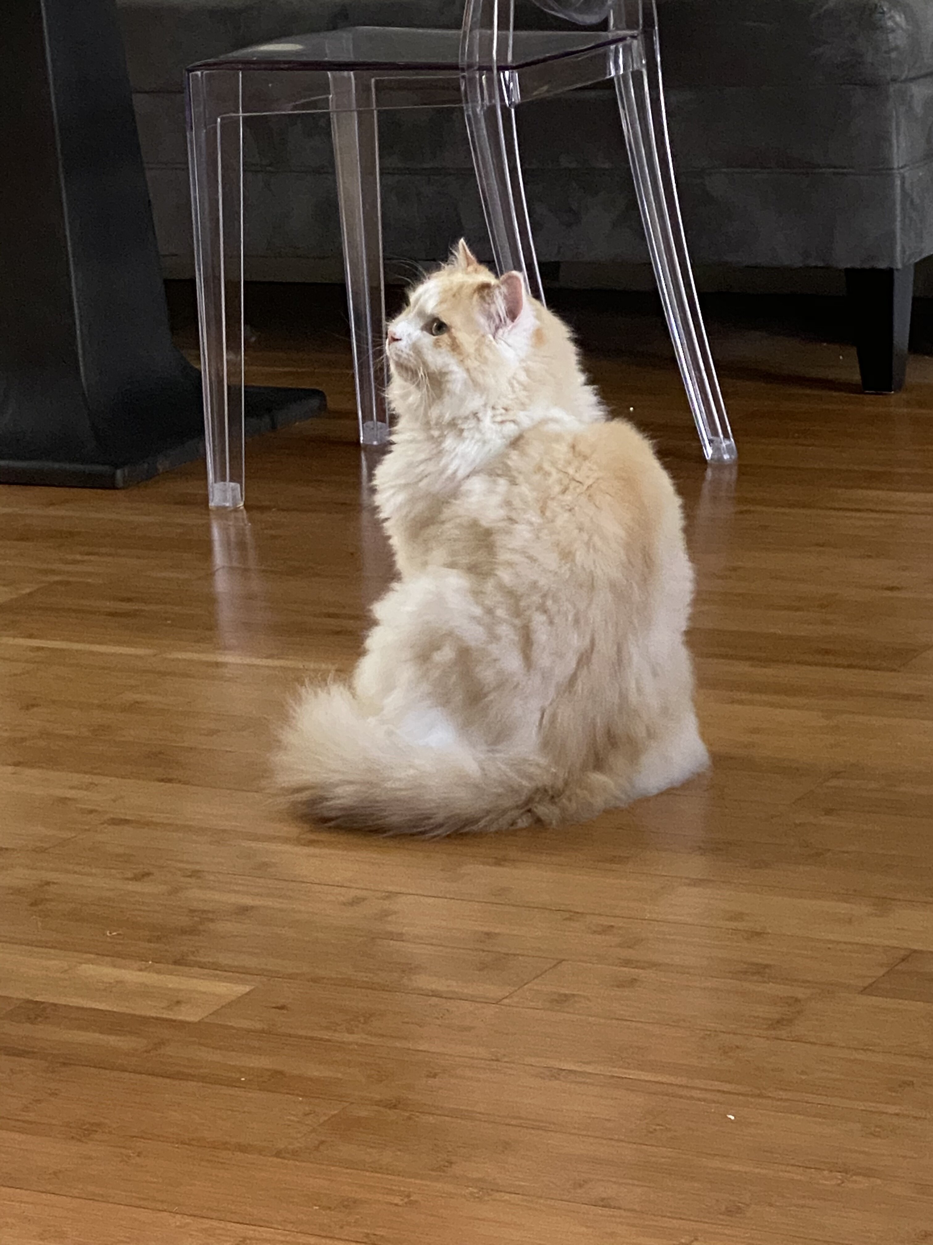 Purebred Raggamuffin - Great Cat Needs a Home image 6