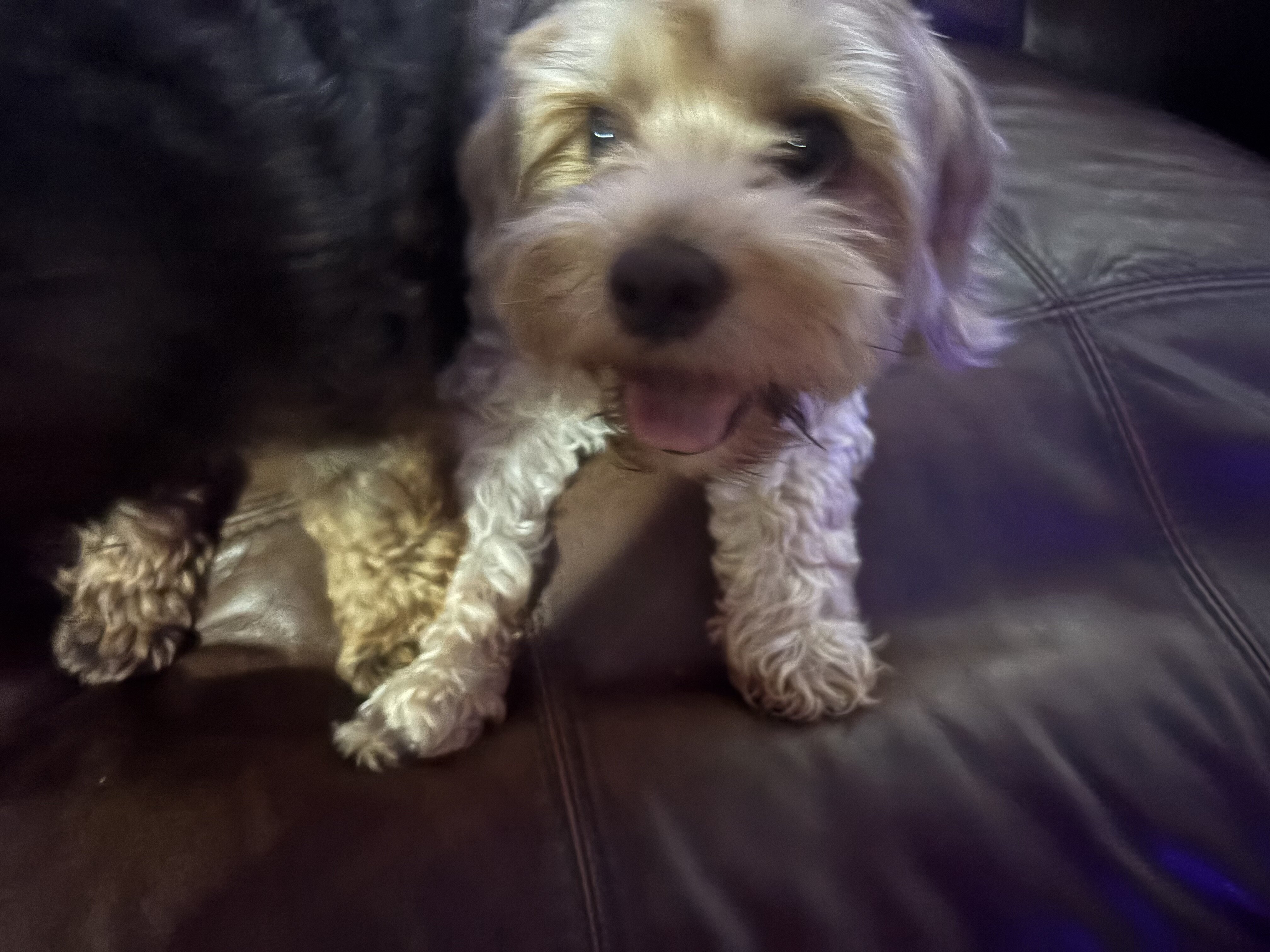 Yorkiepoo Pair image 3
