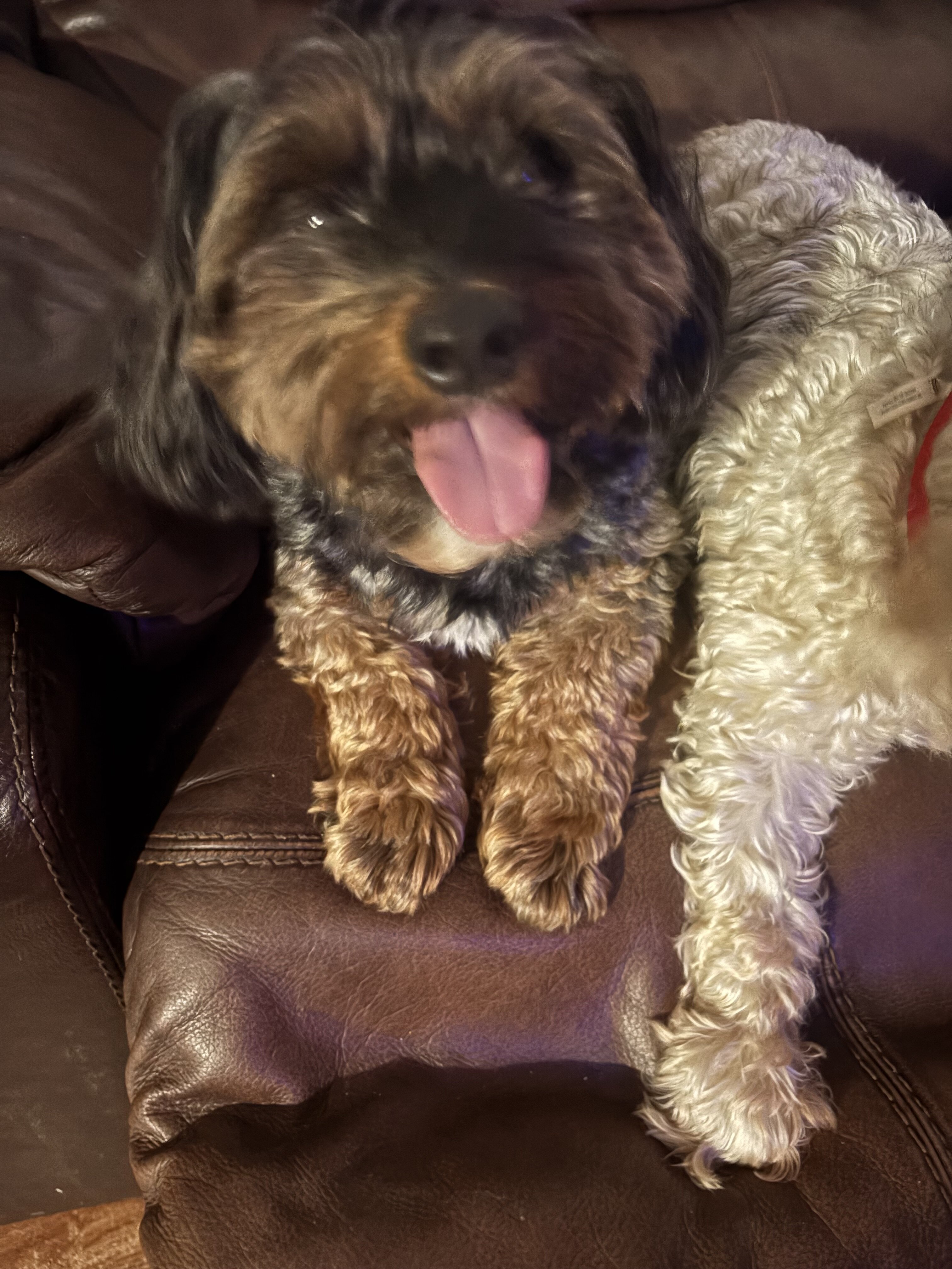 Yorkiepoo Pair image 2