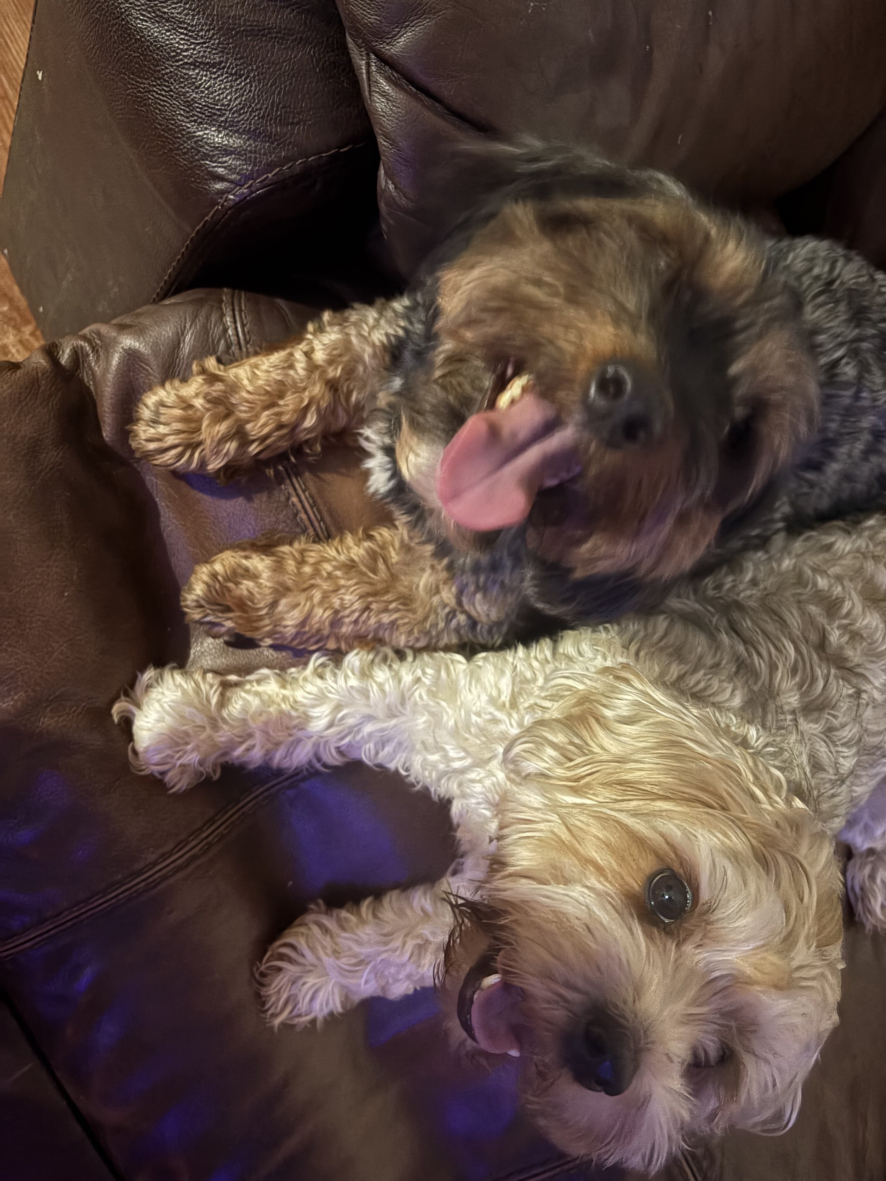 Yorkiepoo Pair image 1