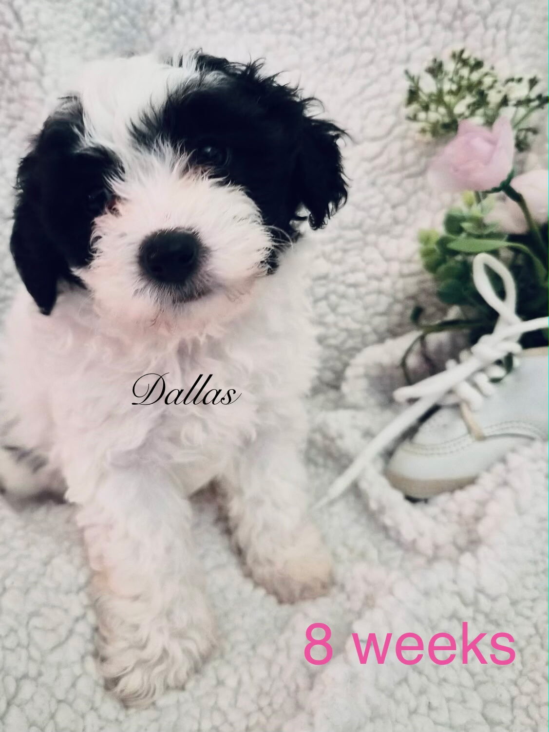 Chinese Crested/Poodle puppy image 1