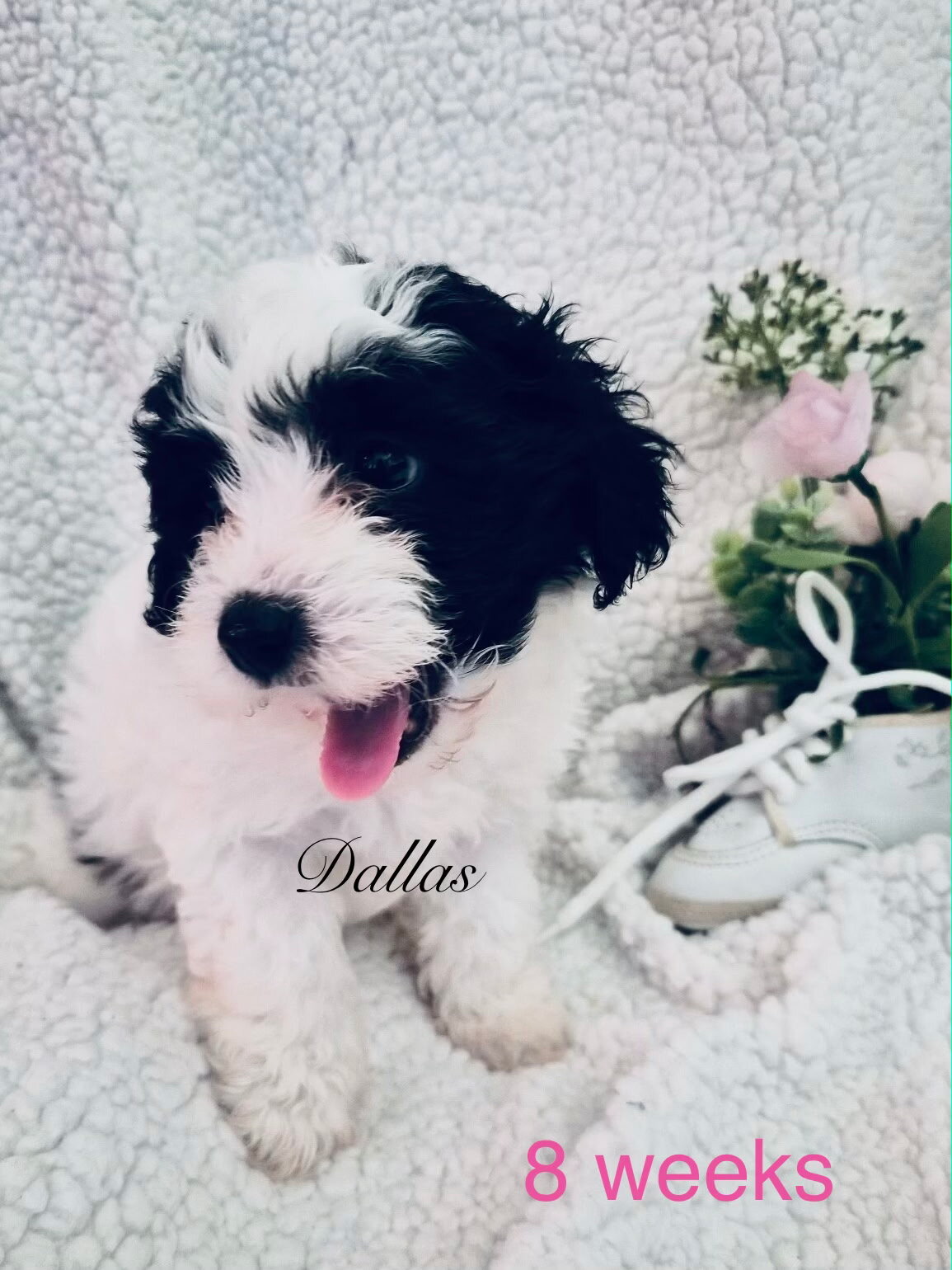 Chinese Crested/Poodle puppy image 2