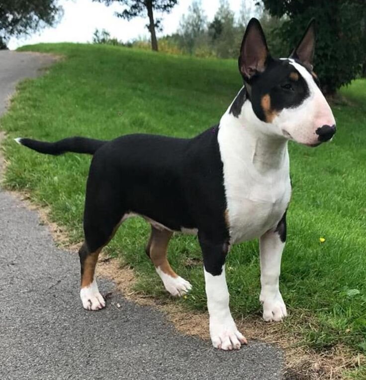 Purebred Bull Terrier  Looking for a Forever Home image 1