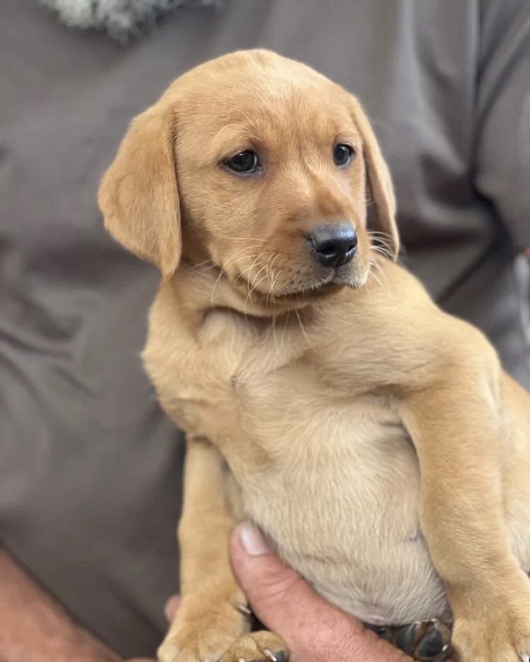 STUNNING Chocolate Labrador Puppies image 6