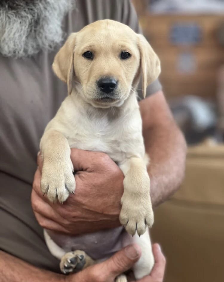 STUNNING Chocolate Labrador Puppies image 3