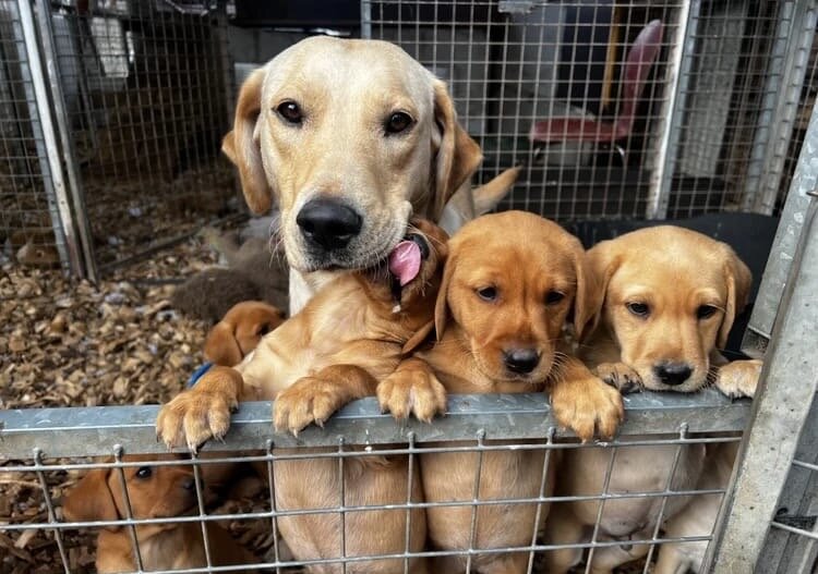 STUNNING Chocolate Labrador Puppies image 1