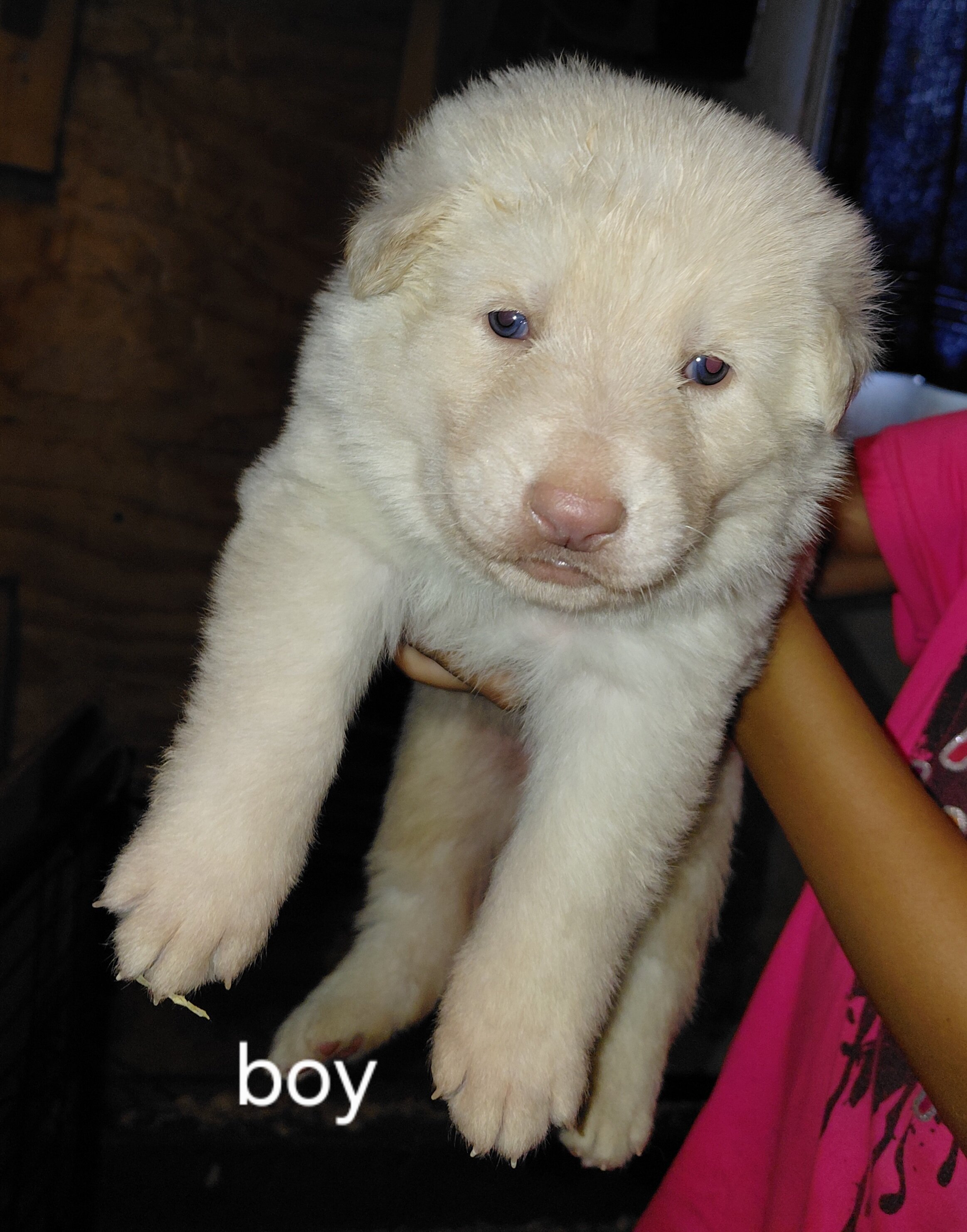 German shepherd puppies image 4