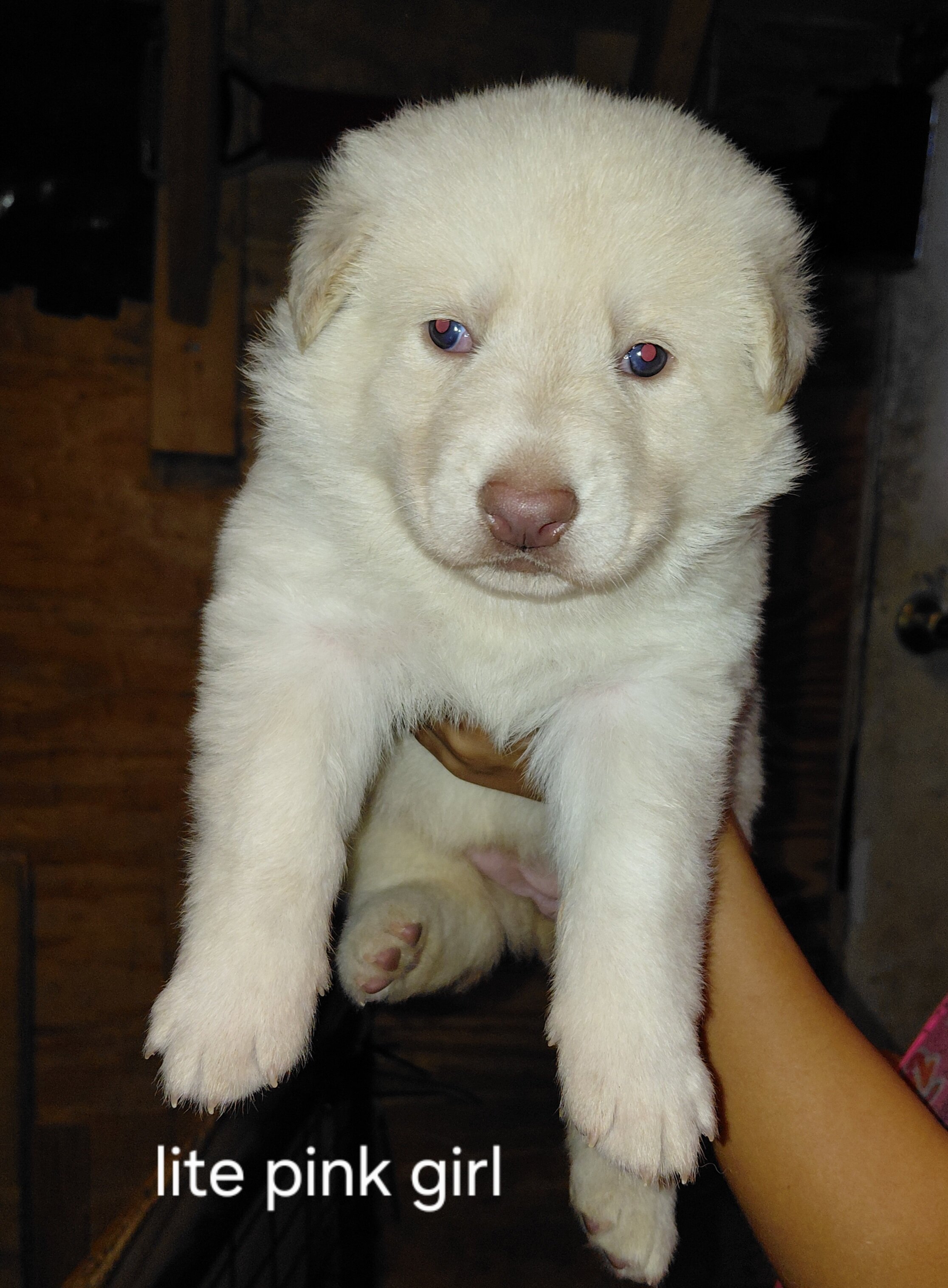 German shepherd puppies image 1