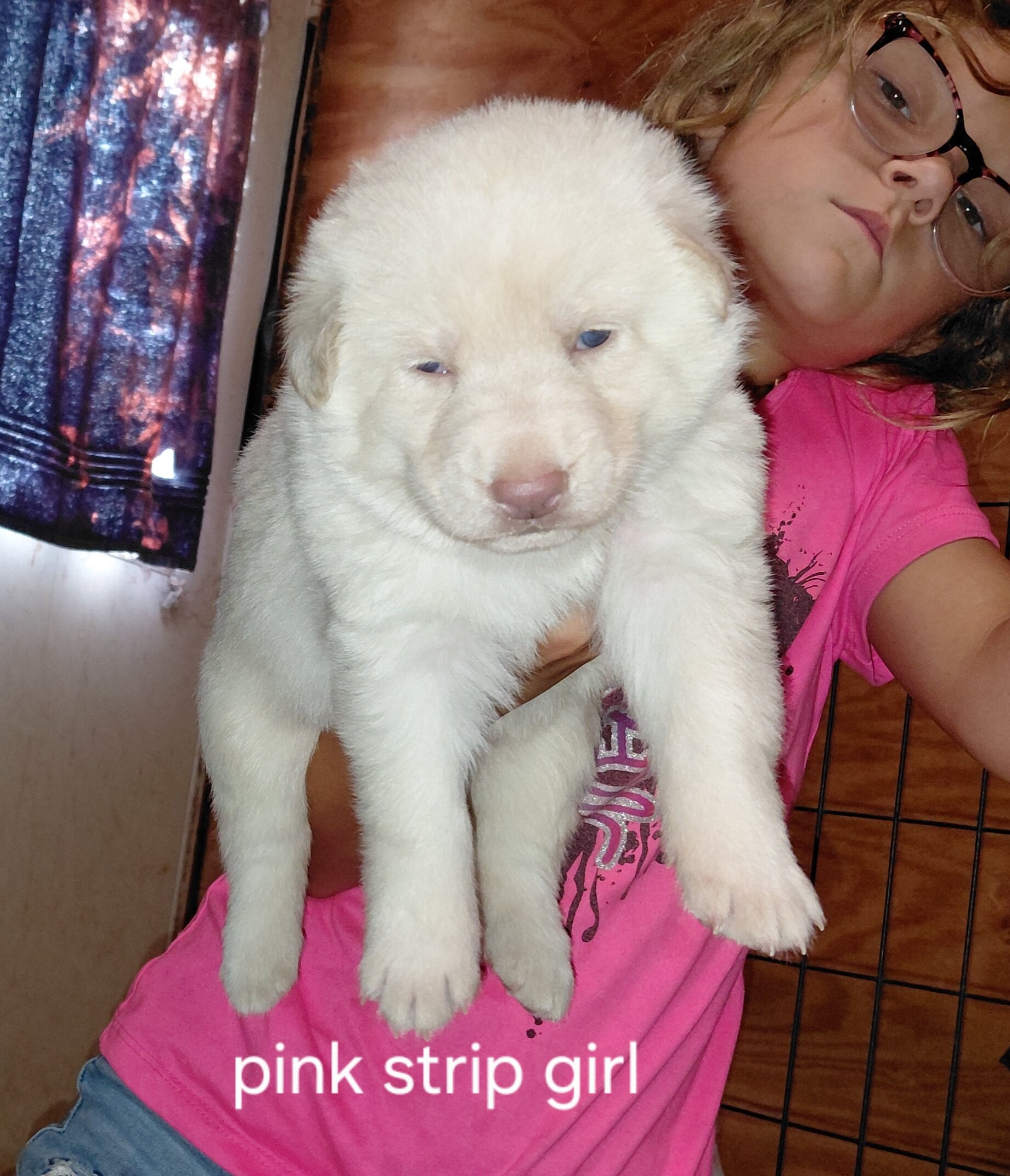 German shepherd puppies image 3