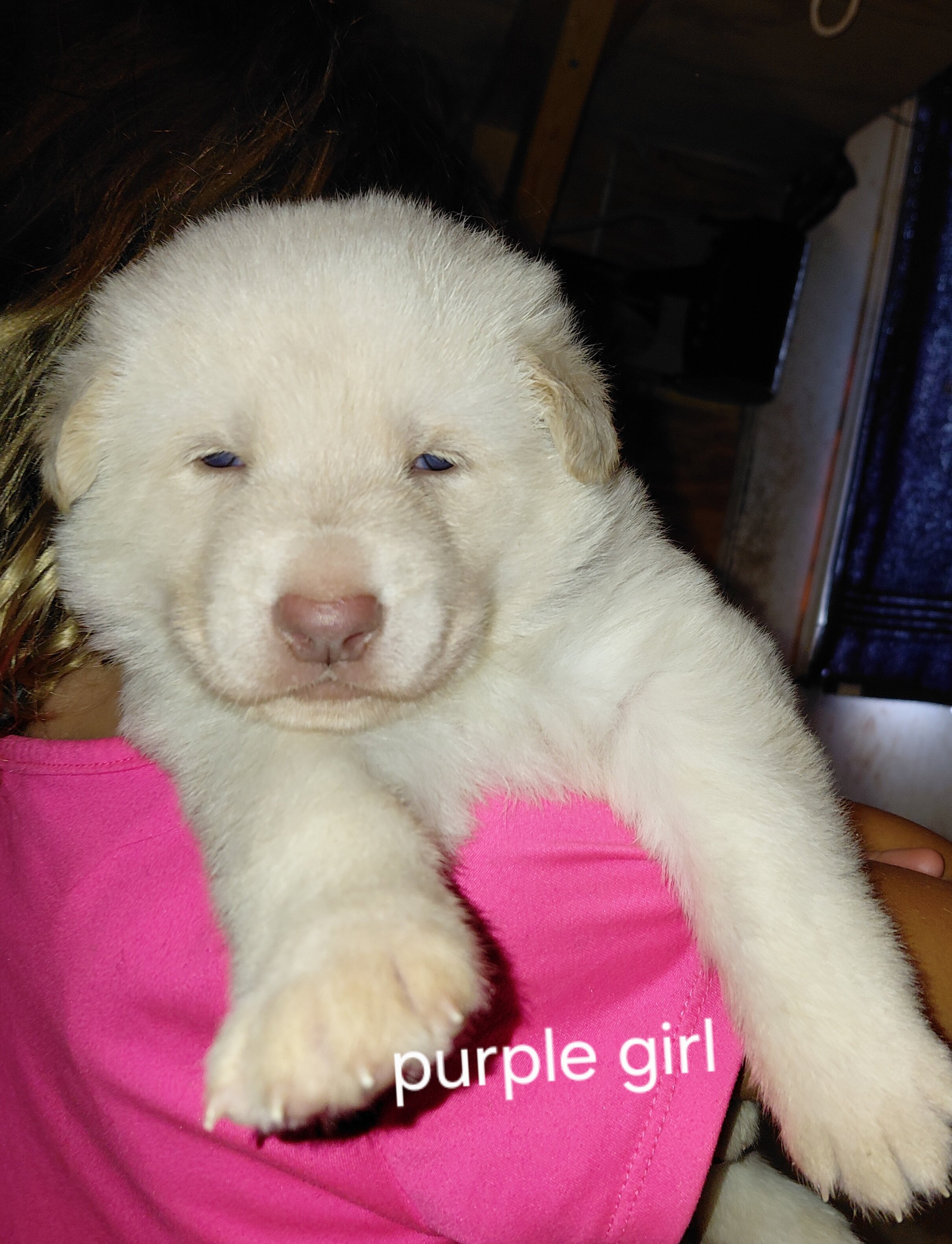 German shepherd puppies image 2