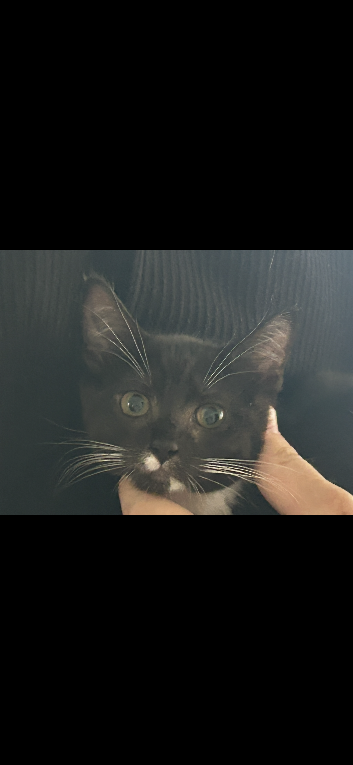 Kittens image 2
