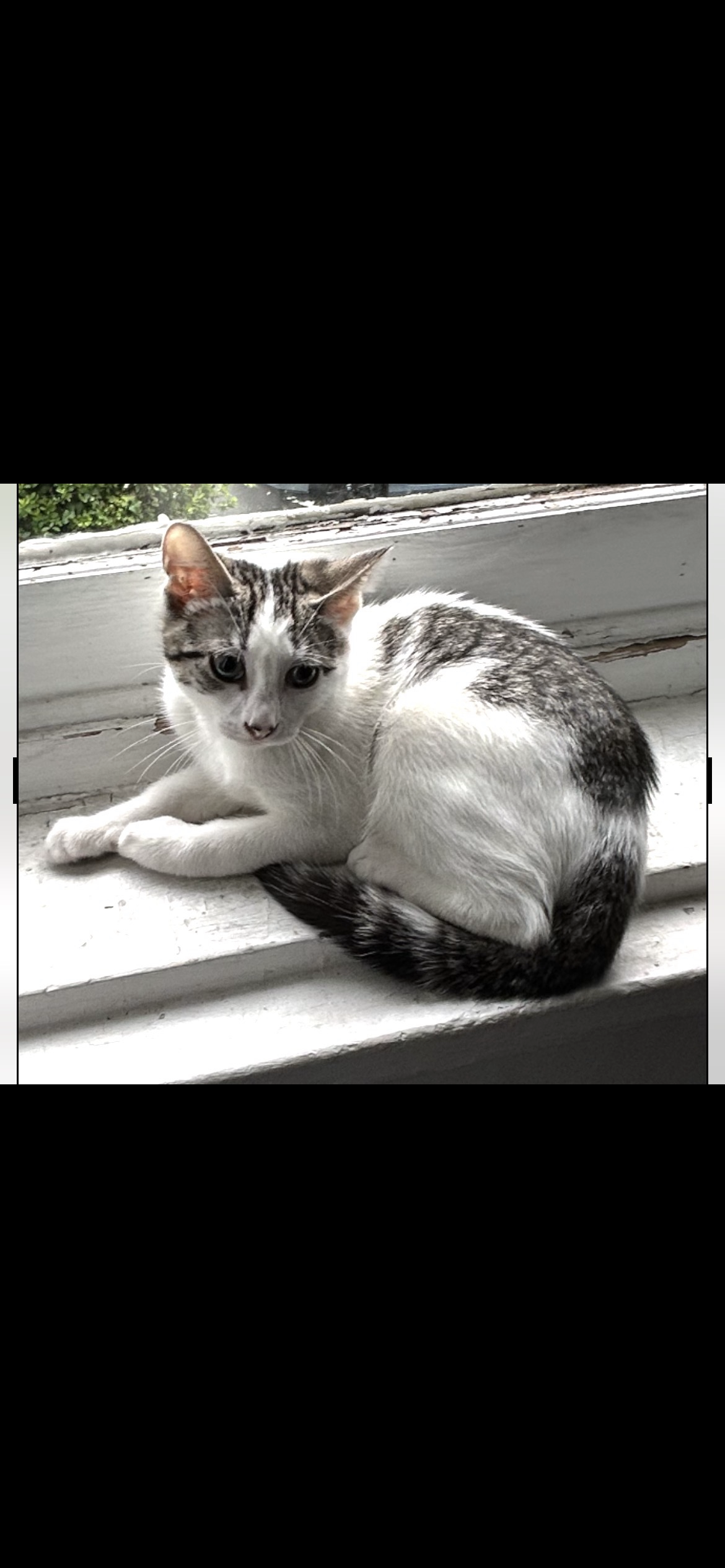 Kittens image 3