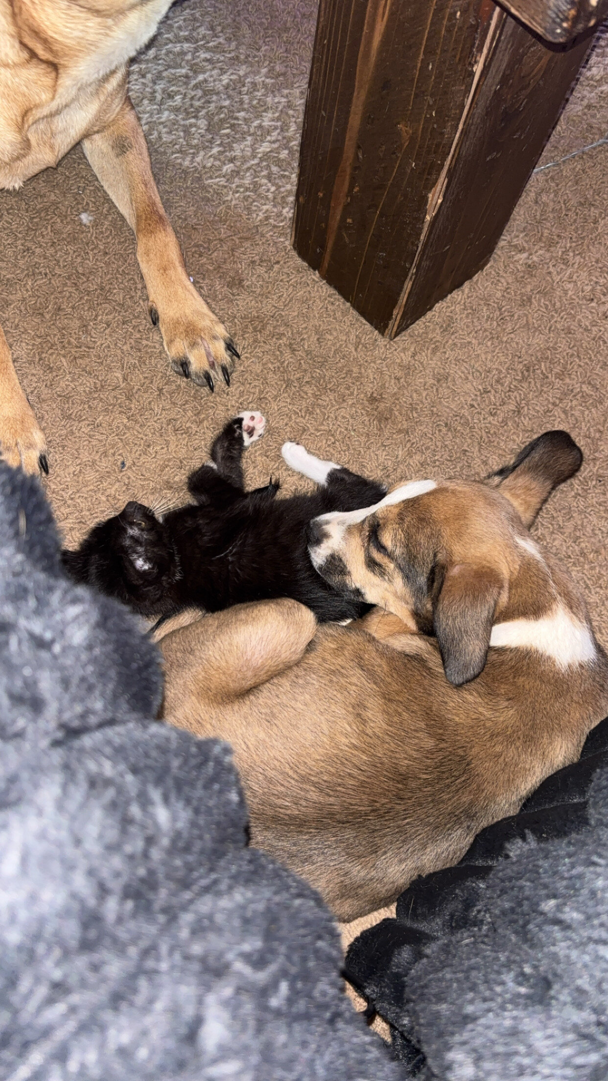 German Shepherd mix image 3