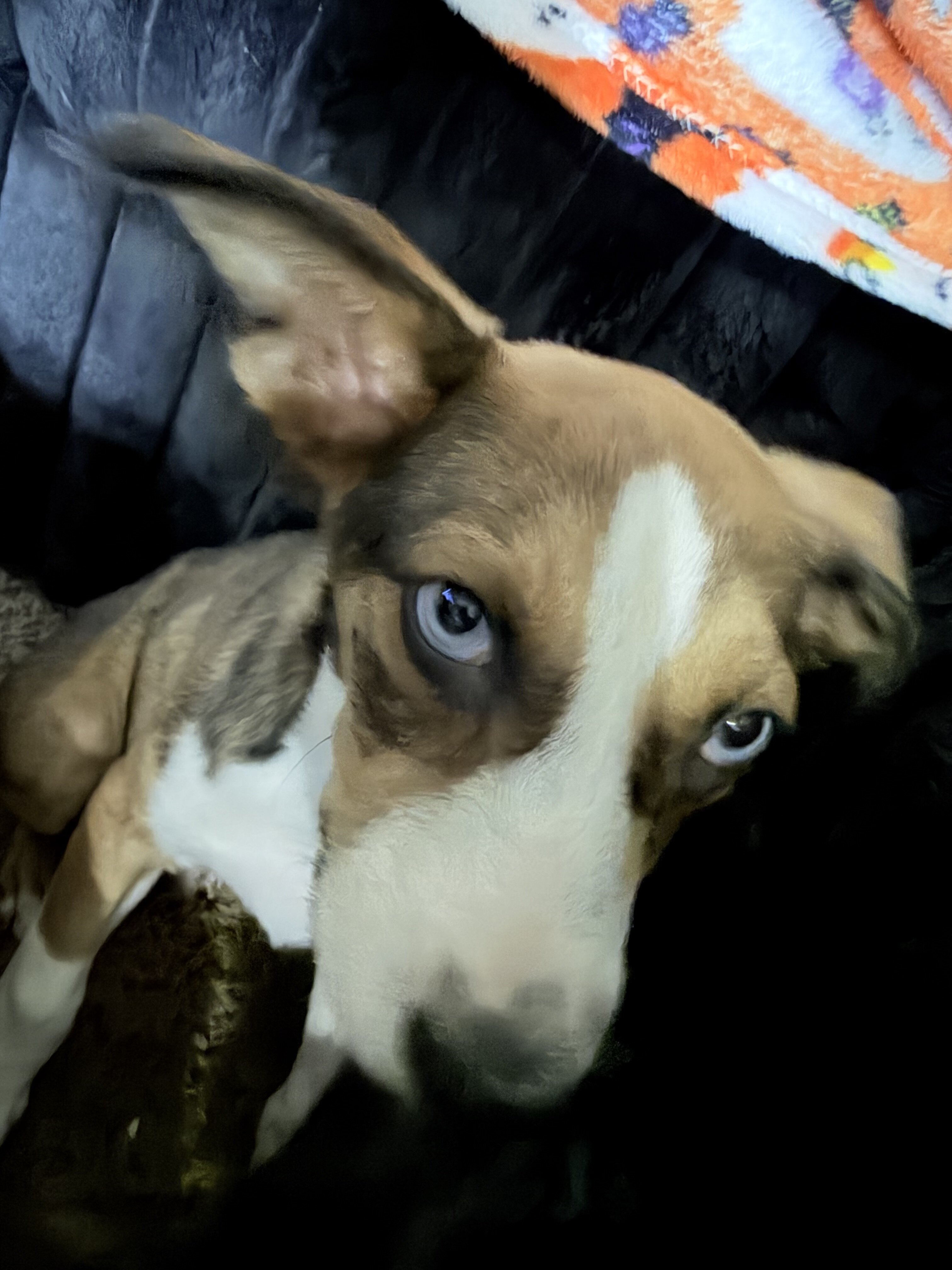 German Shepherd mix image 2