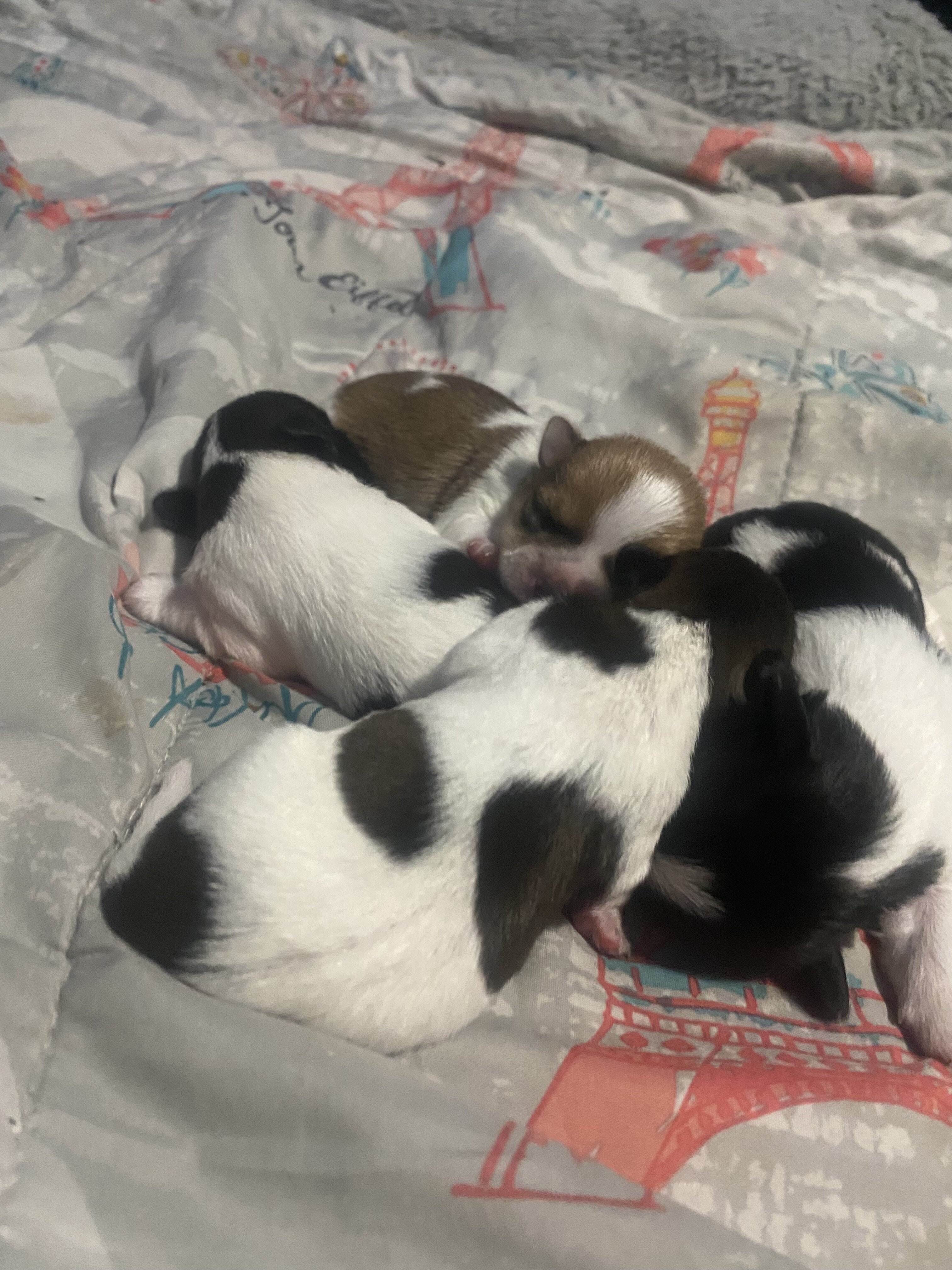 Mixed breed yorki image 3