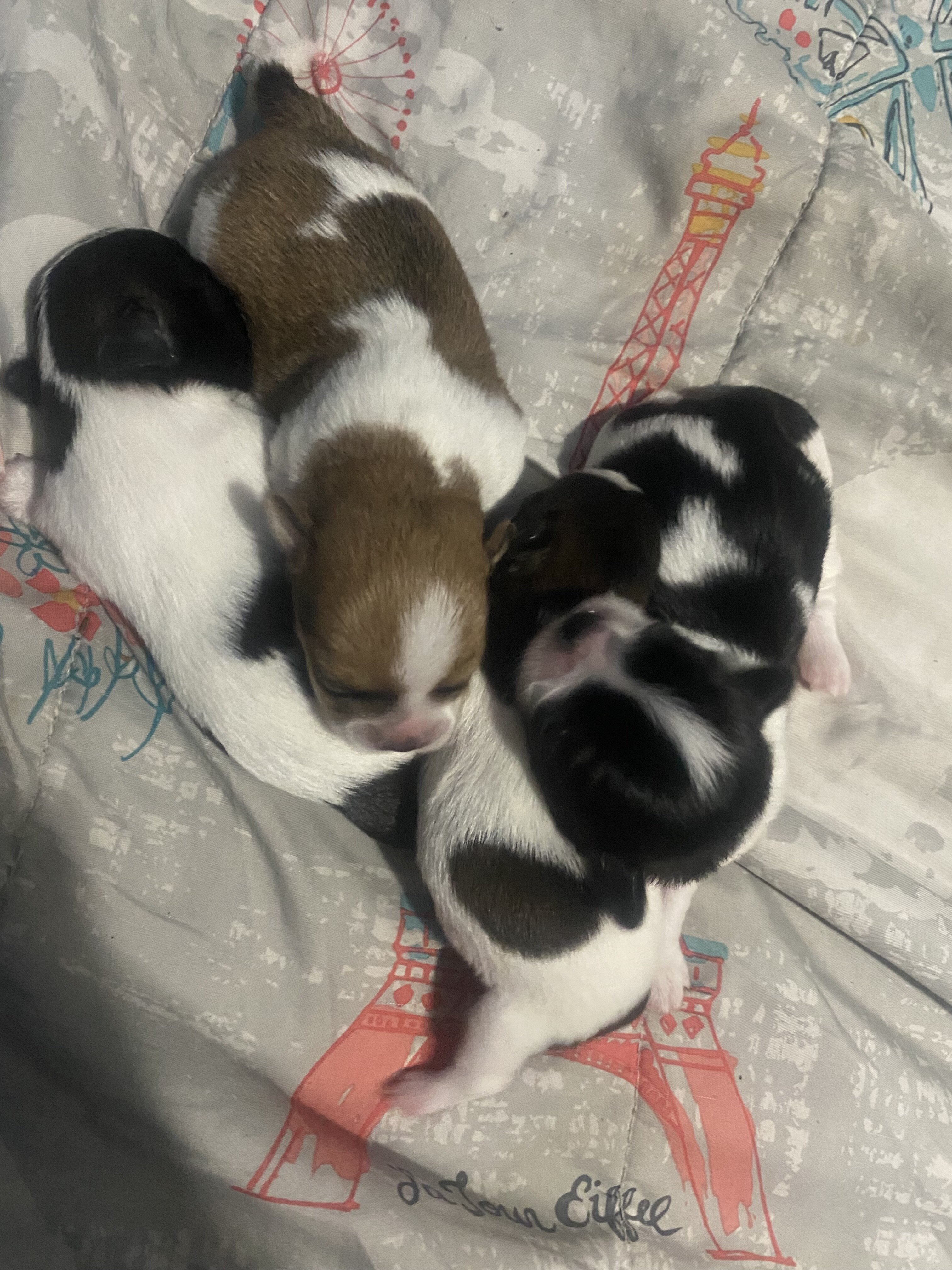 Mixed breed yorki image 1