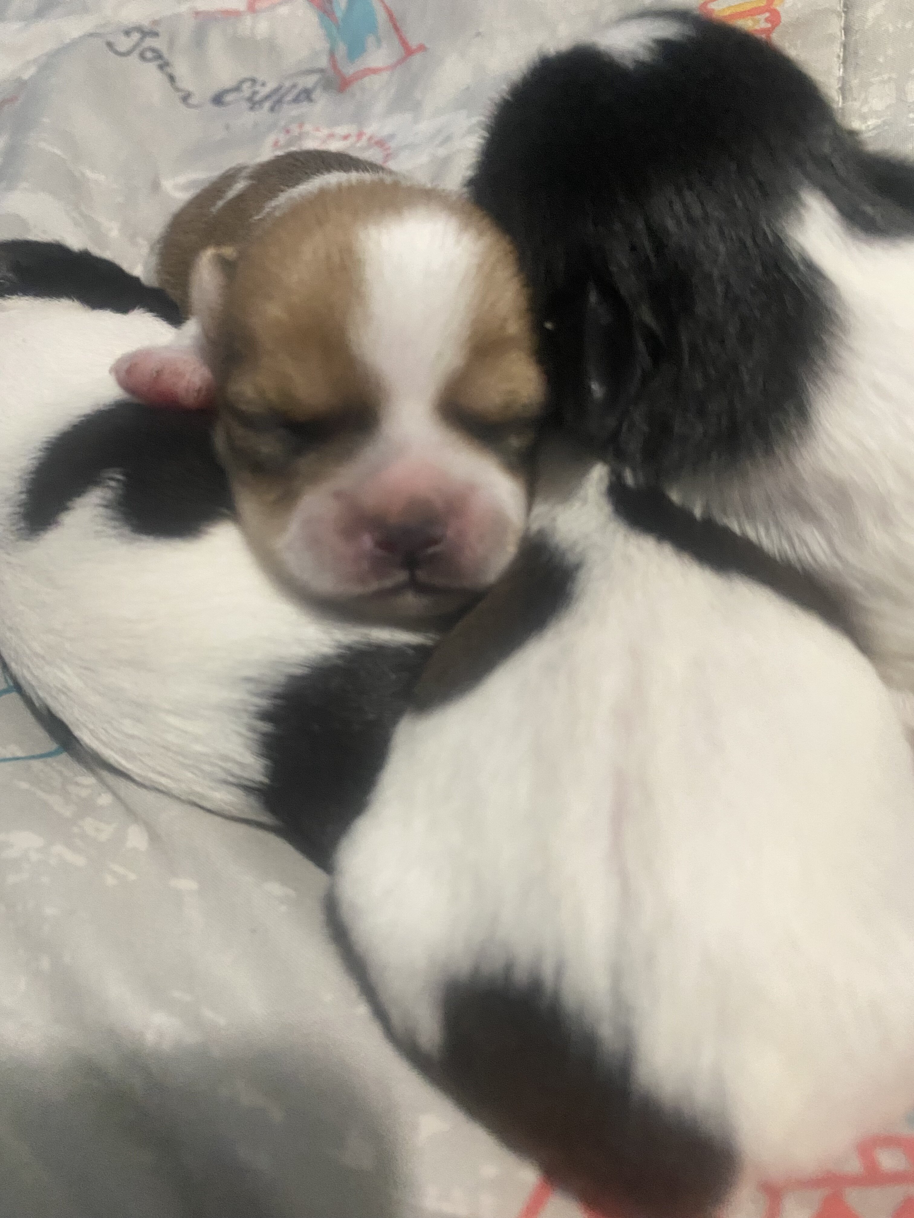 Mixed breed yorki image 2