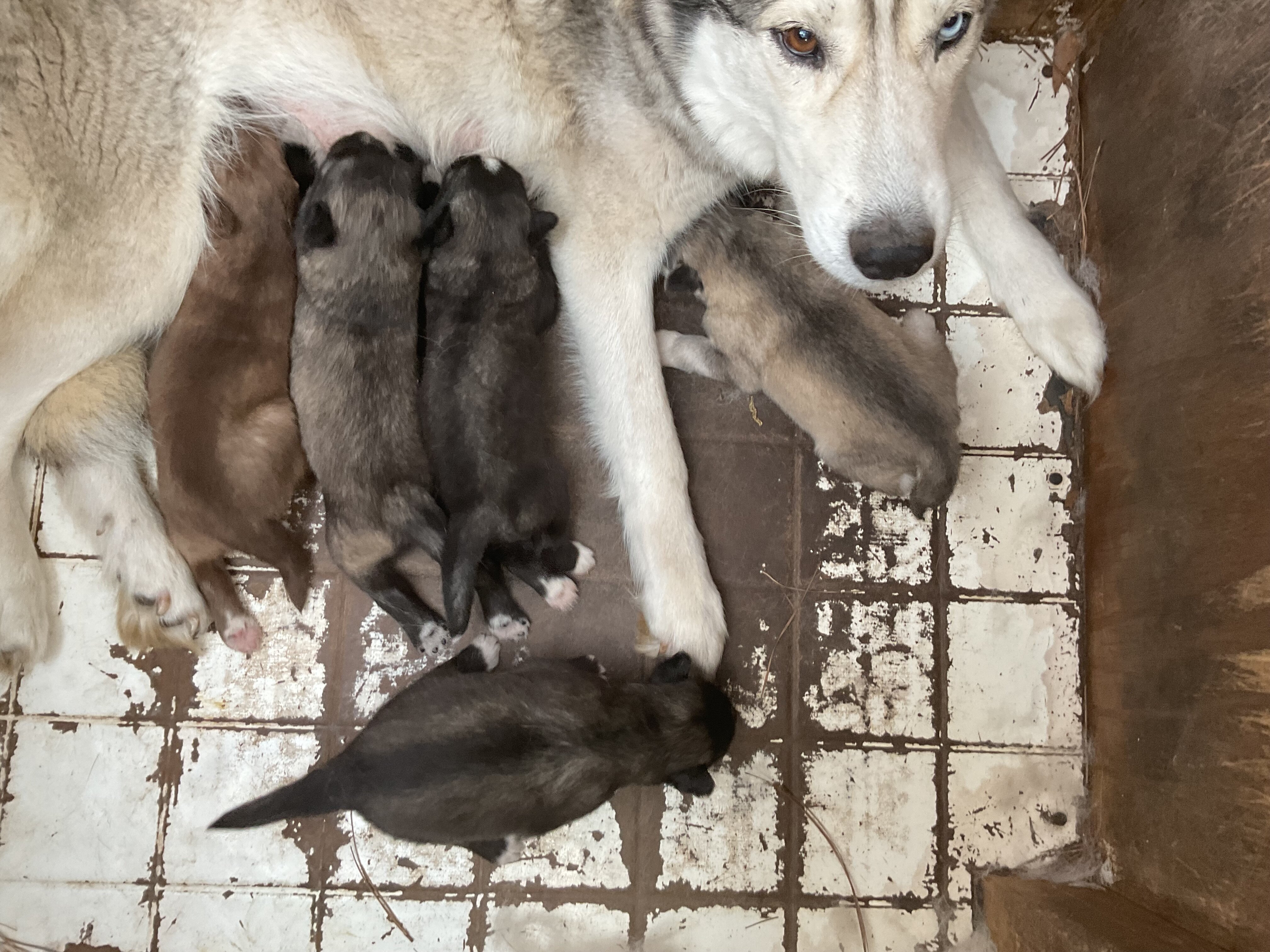 Siberian Husky puppies image 1