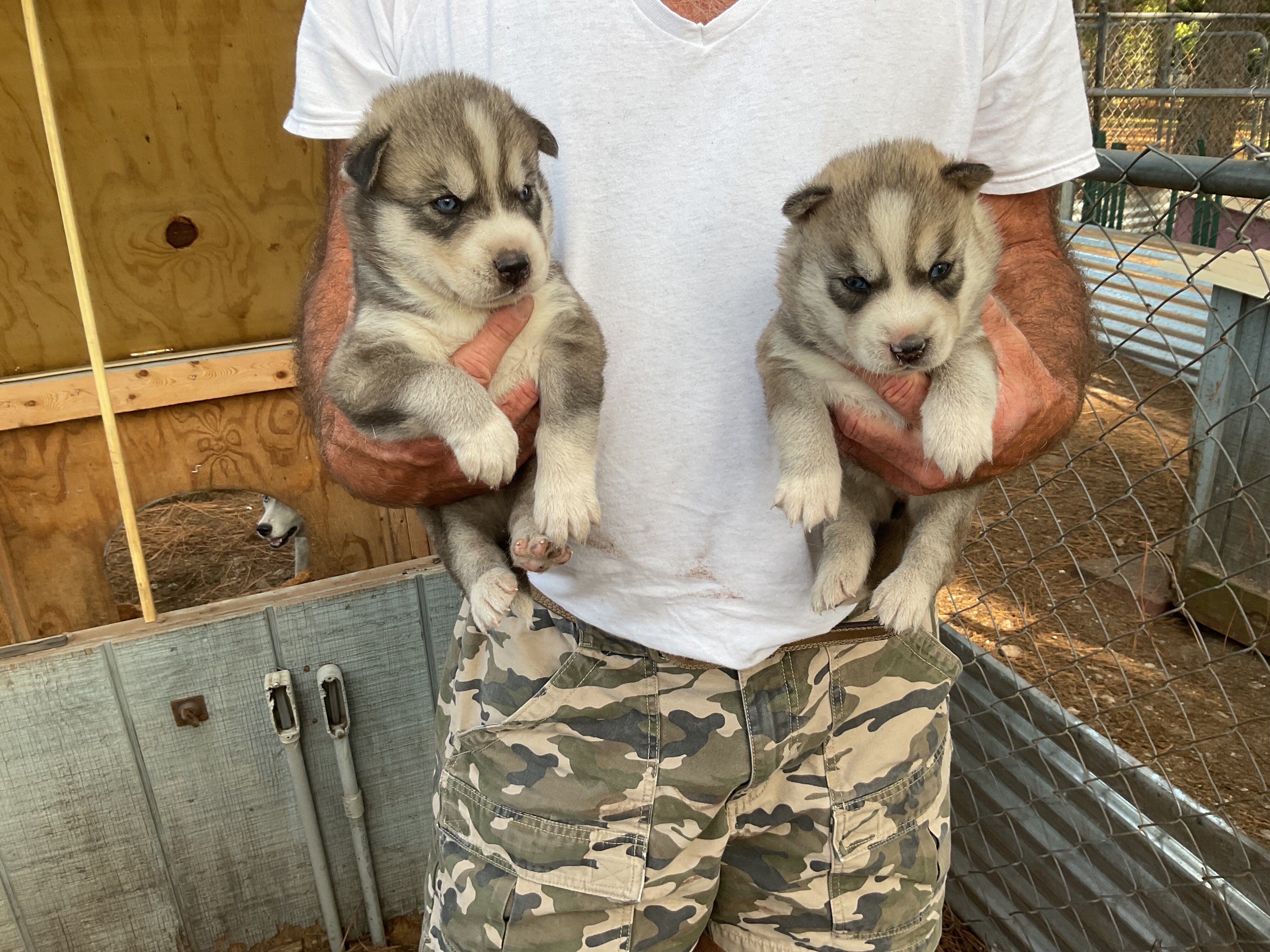 Siberian Husky puppies image 3