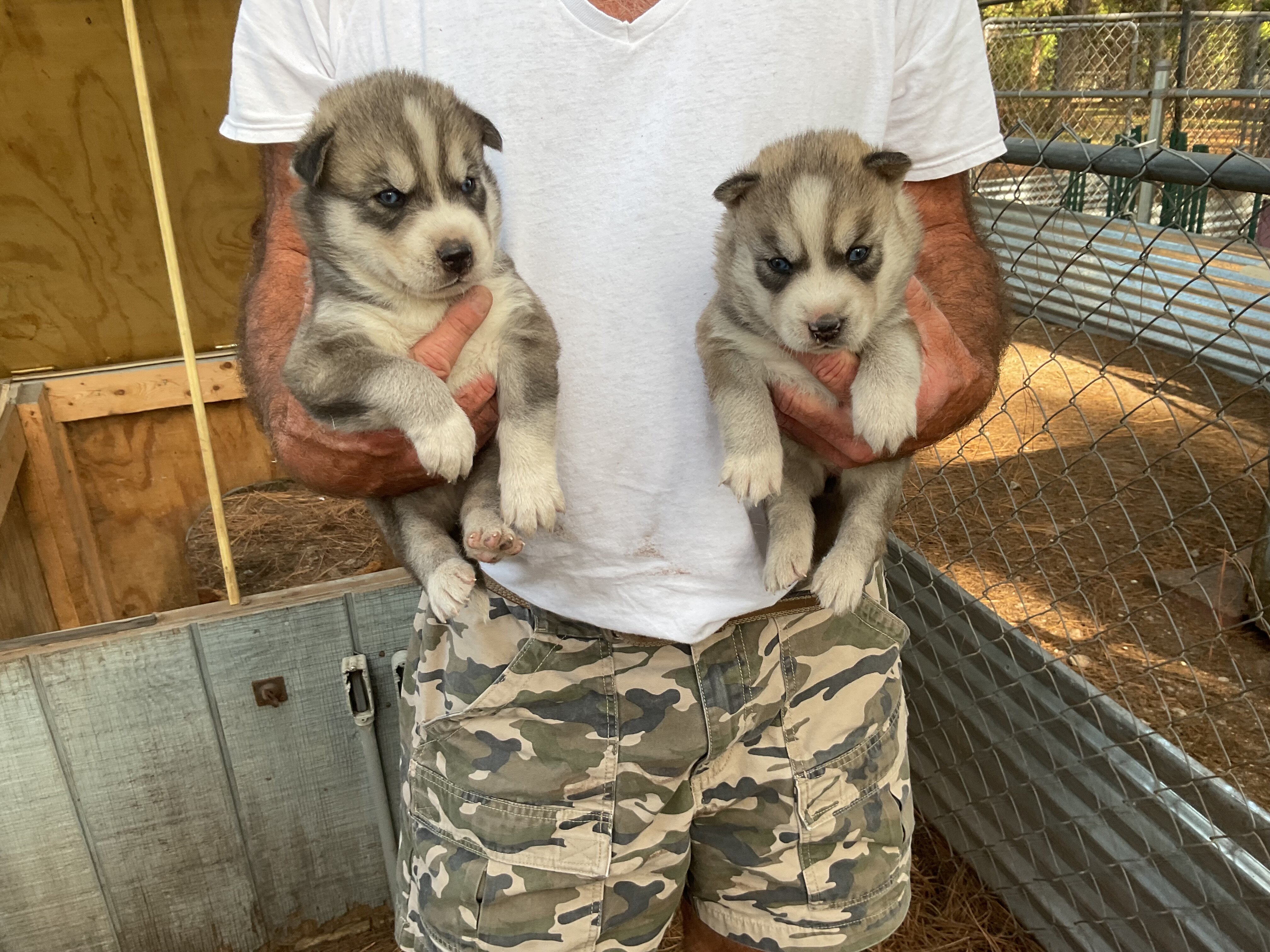 Siberian Husky puppies image 4