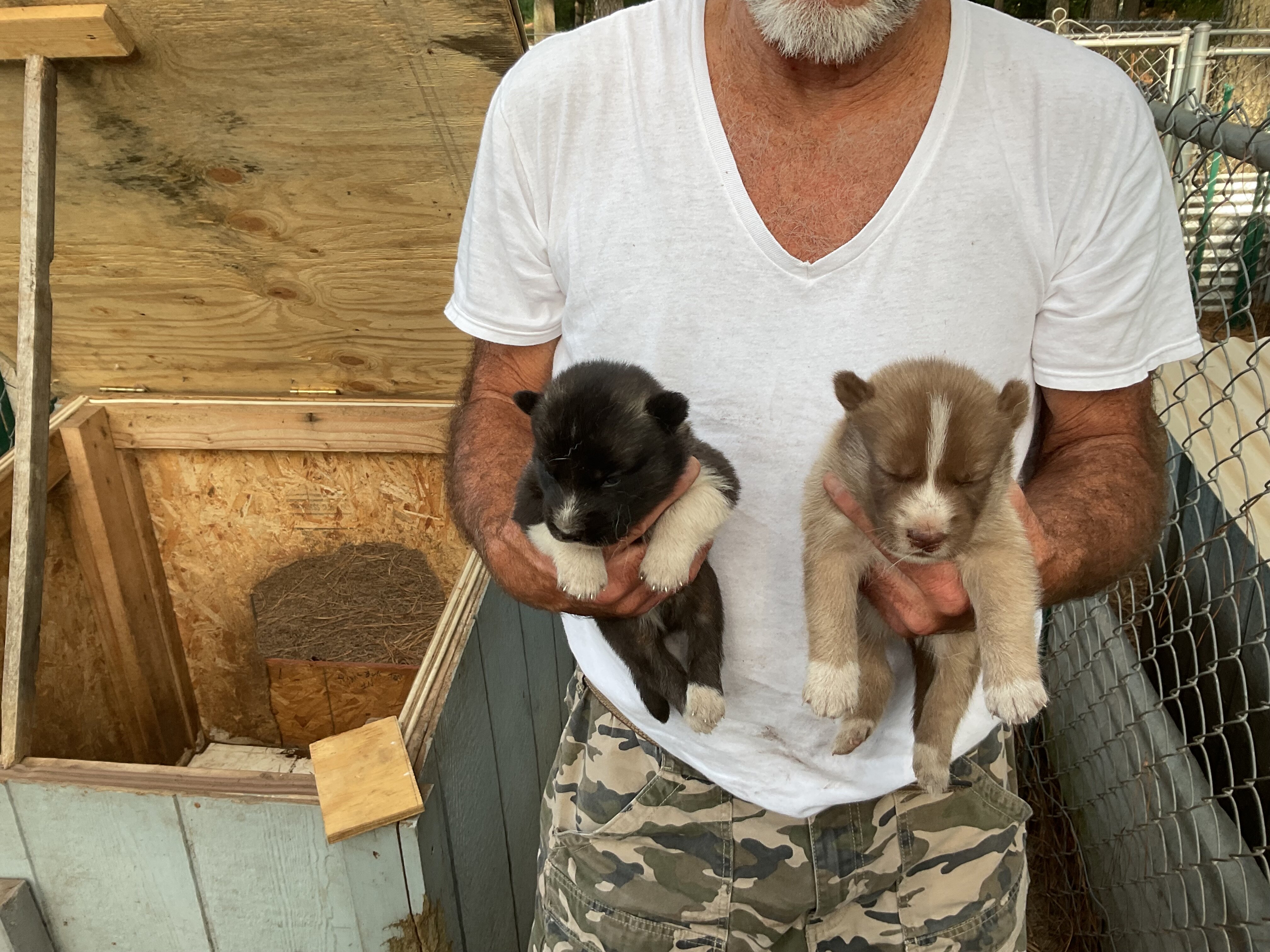Siberian Husky puppies image 2