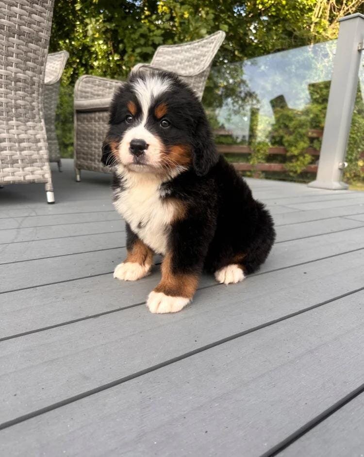 Bernese mountain pups Bernese Mountain Dog image 2