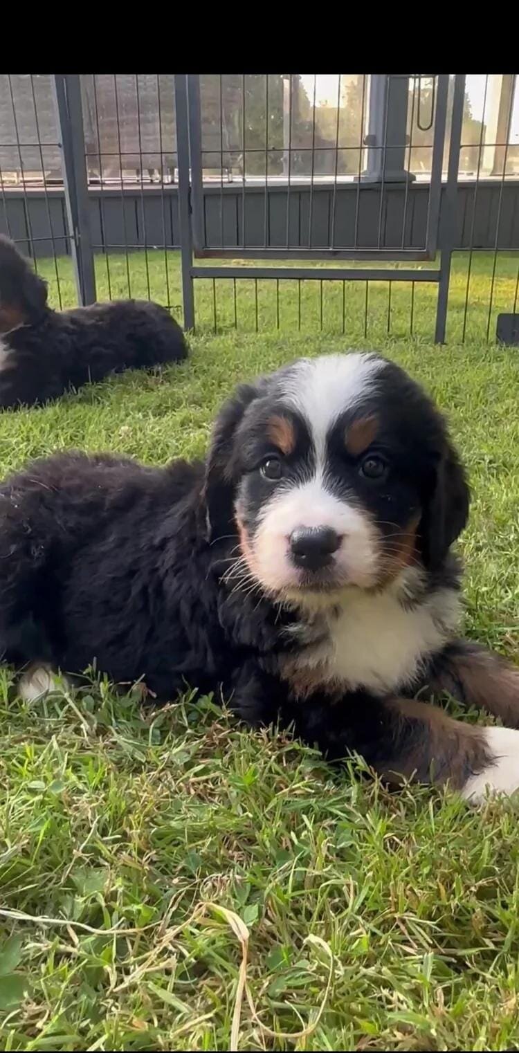 Bernese mountain pups Bernese Mountain Dog image 1