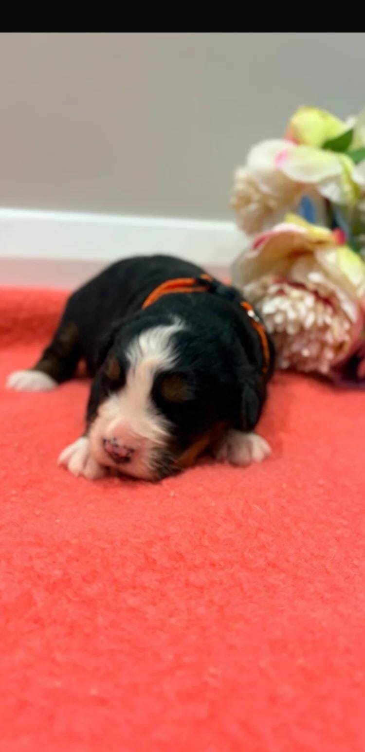 Bernese mountain pups Bernese Mountain Dog image 3