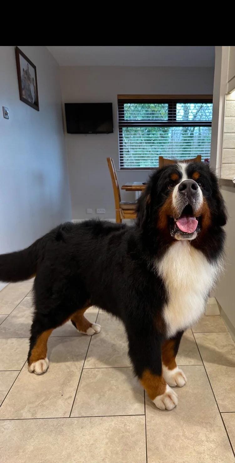 Bernese mountain pups Bernese Mountain Dog image 5