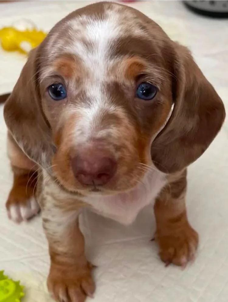Miniature Dacshund Dachshund image 4